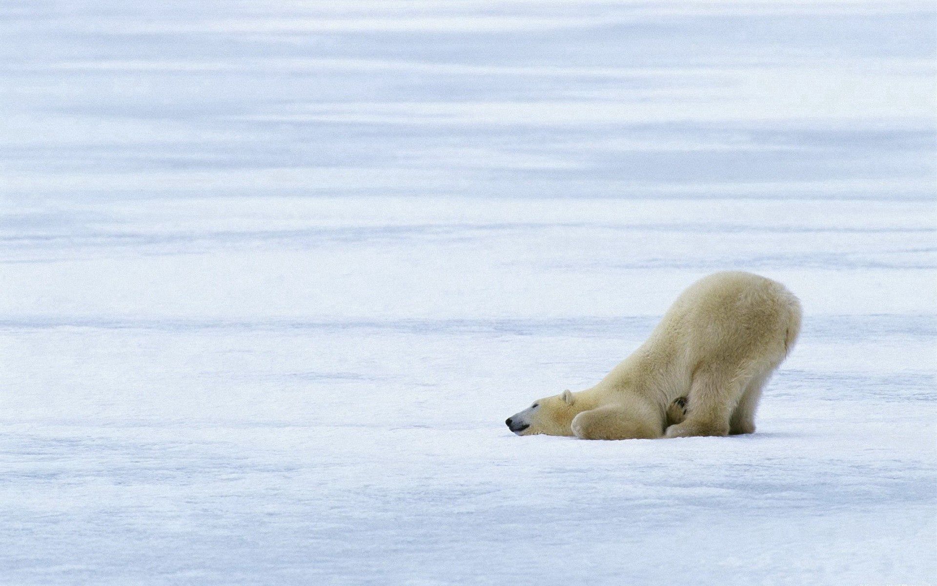 animals, ice, snow, playful, glacier, polar bear, polar Free Stock Photo