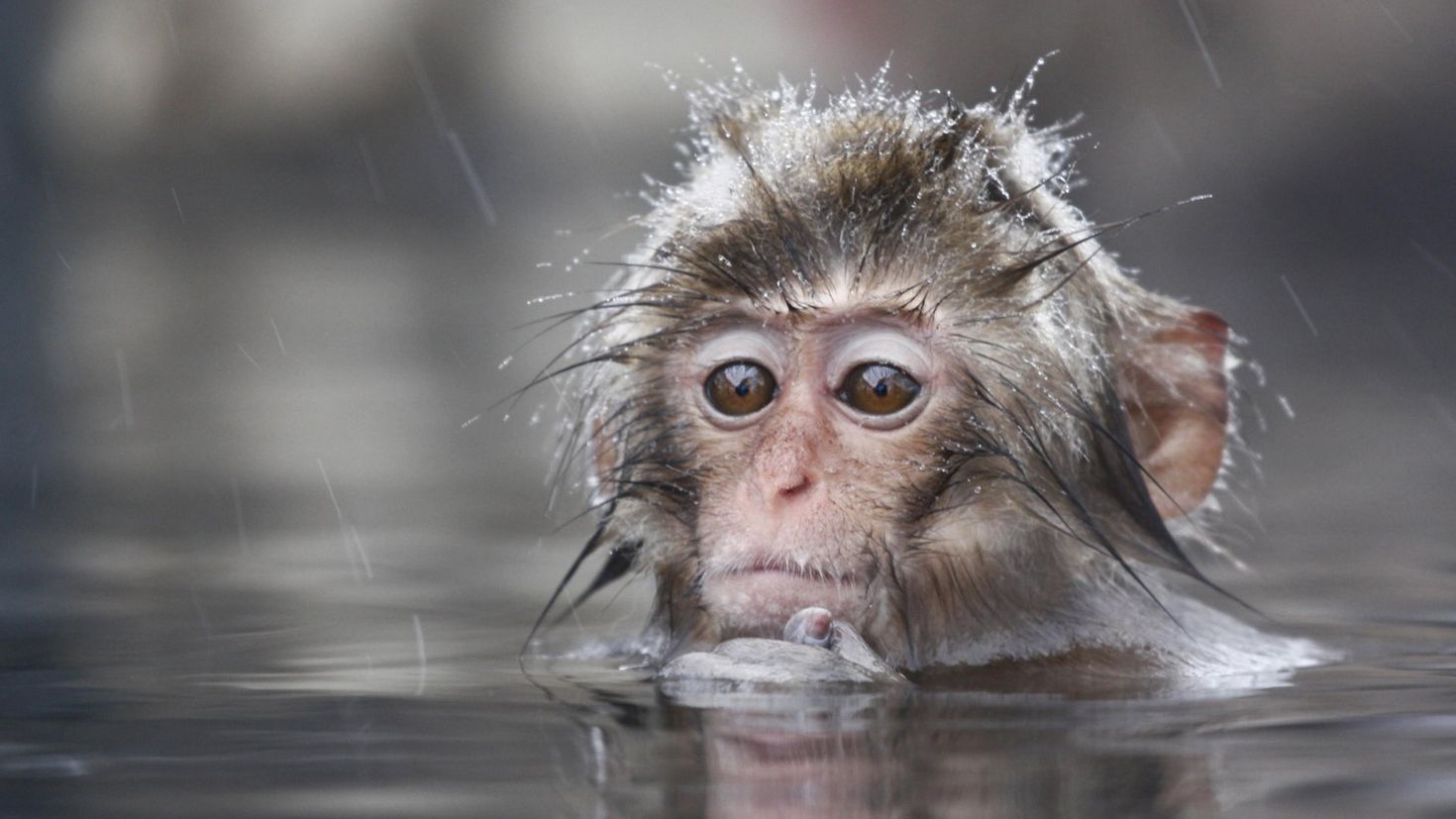 Шимпанзе плавает. Обезьяны. Обезьянка в воде. Водяная обезьяна. Обезьяна под дождем.