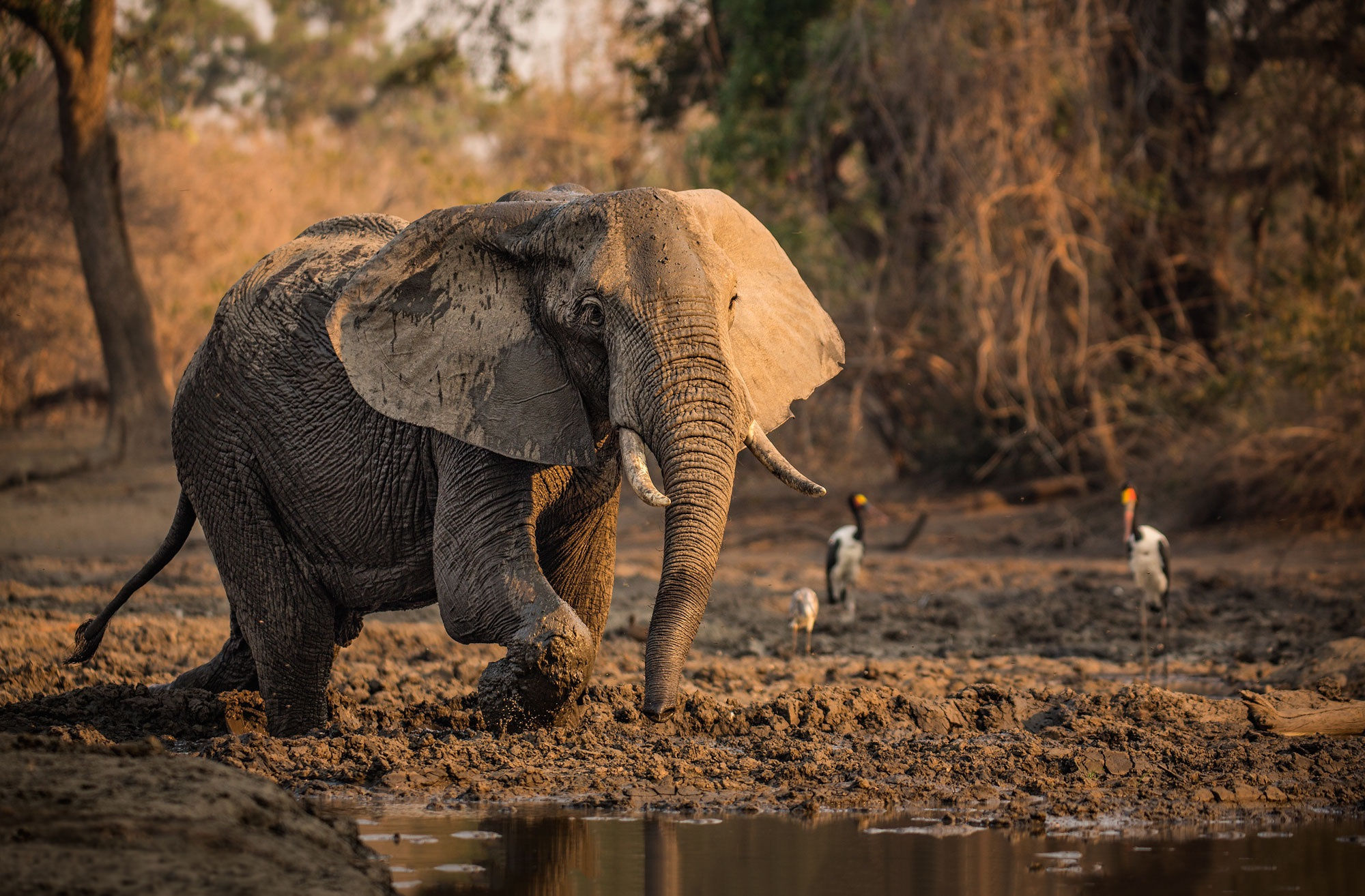 elephants, animal, africa, african bush elephant