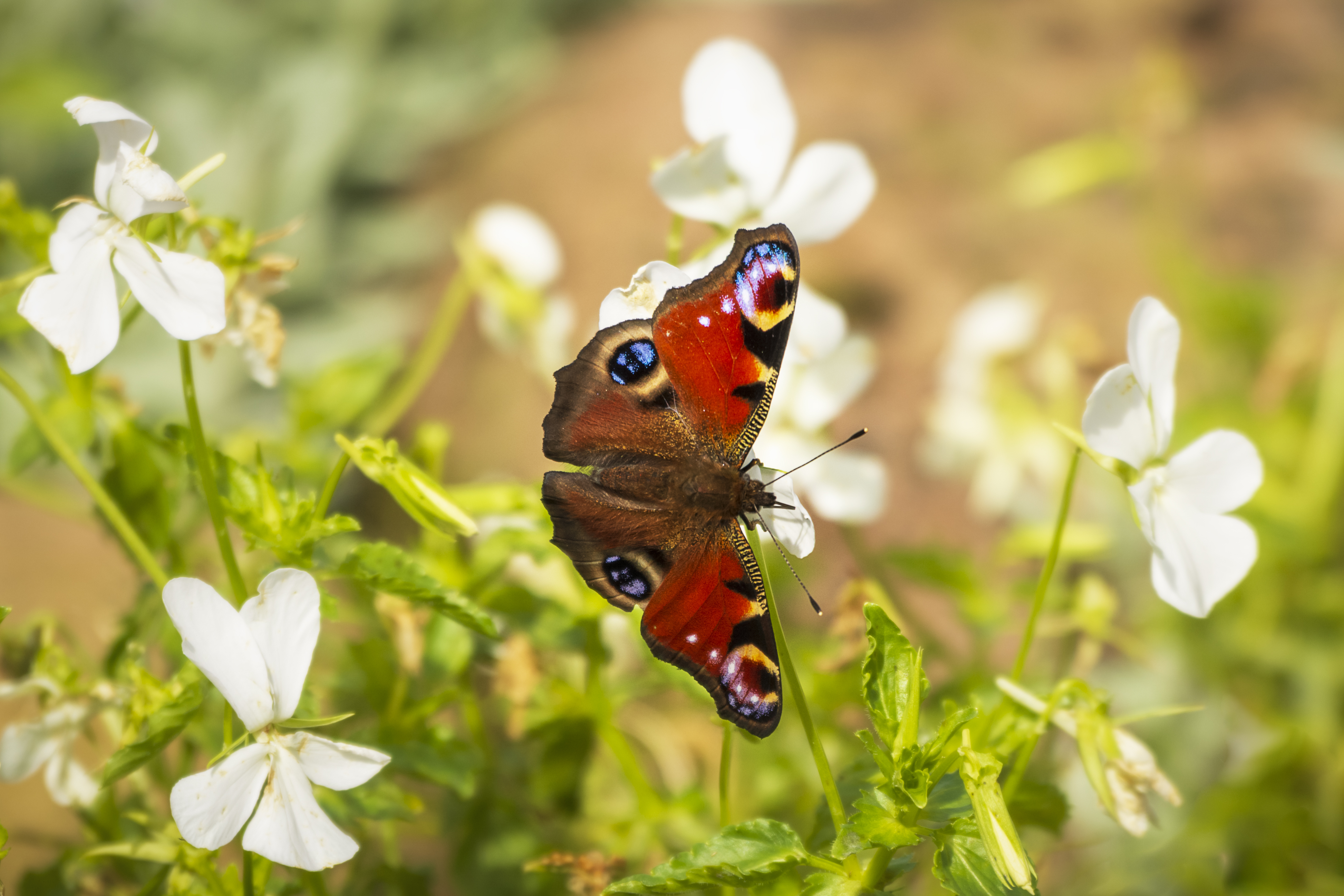 Laden Sie Schmetterling Pfau HD-Desktop-Hintergründe herunter
