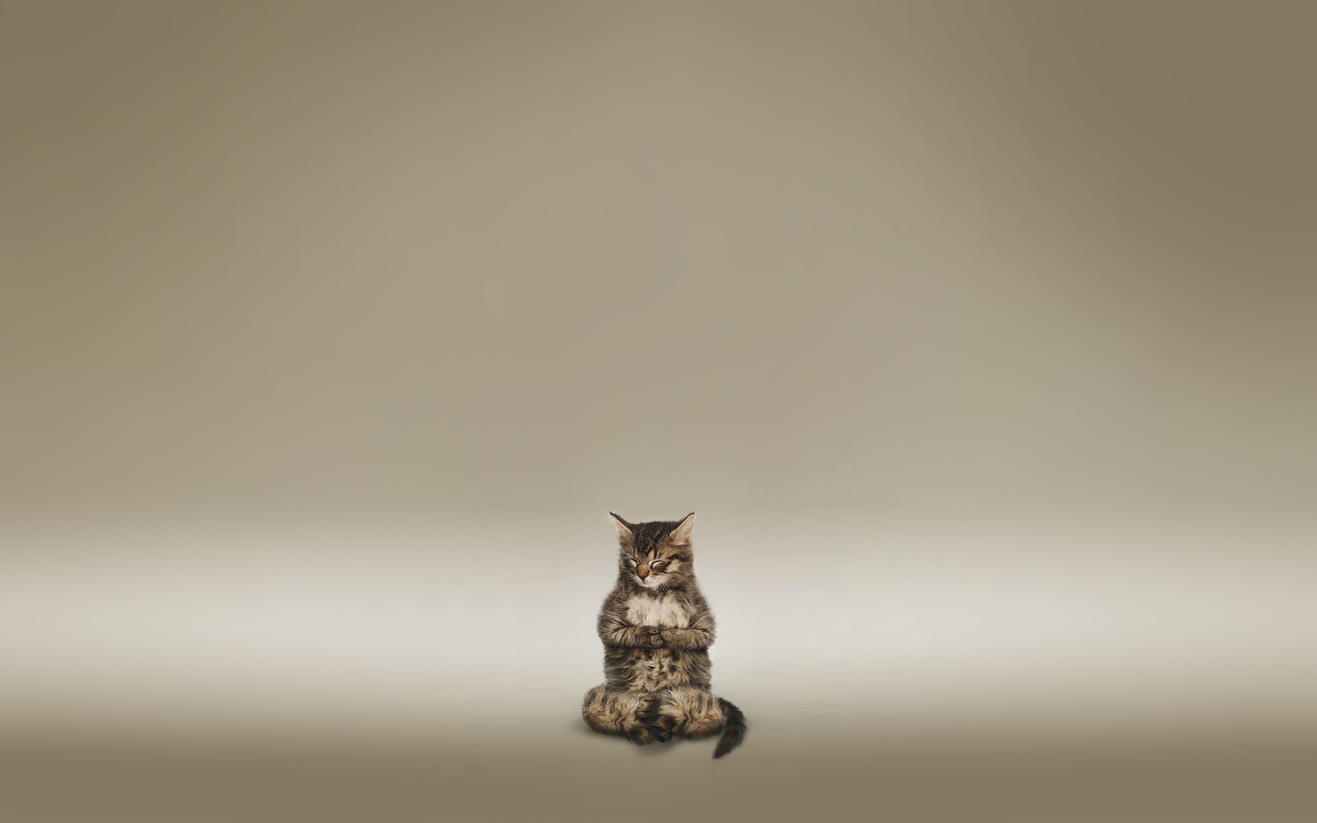 Download mobile wallpaper Buddhism, Religious, Cat for free.
