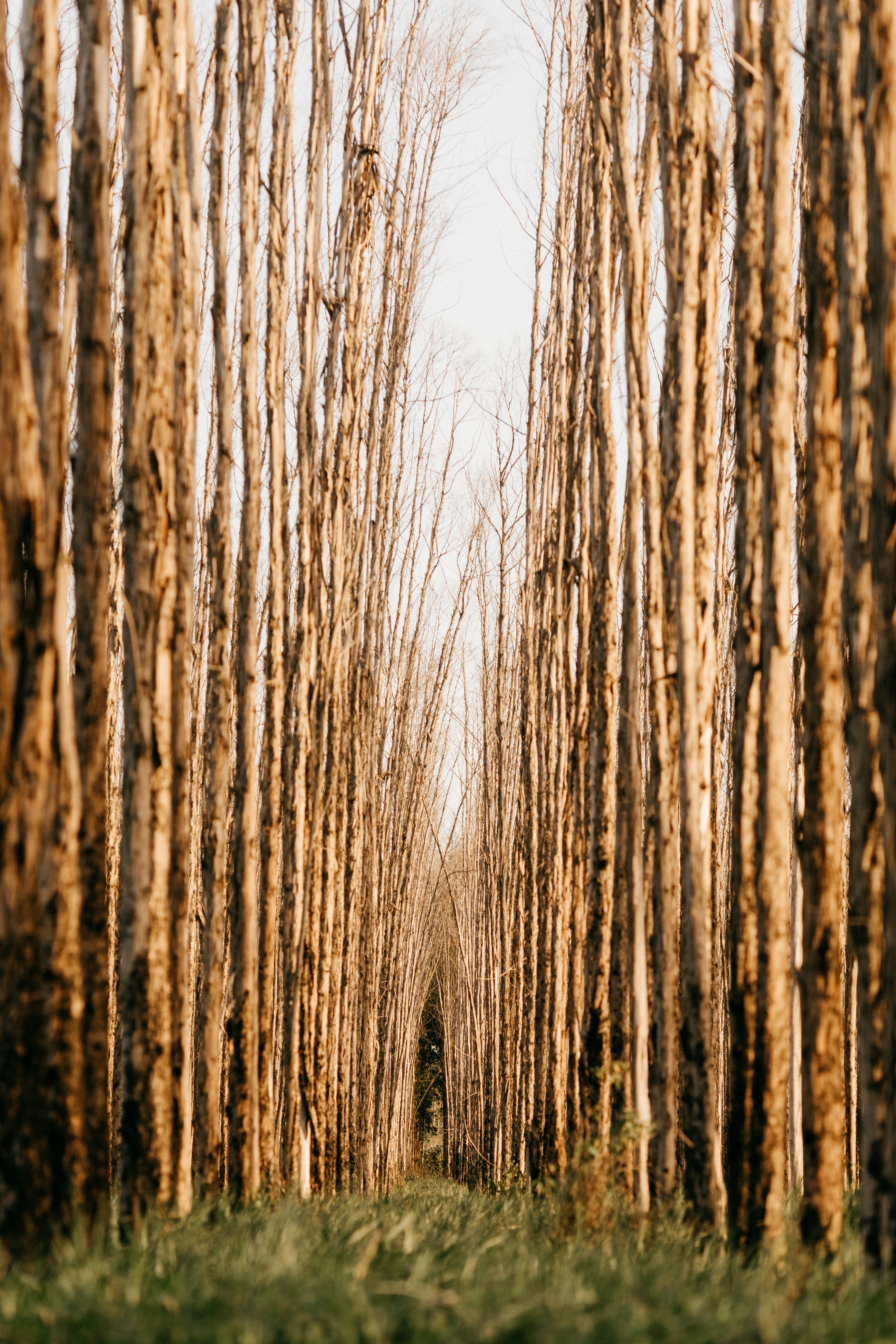 nature, trees, forest, rows, ranks cellphone