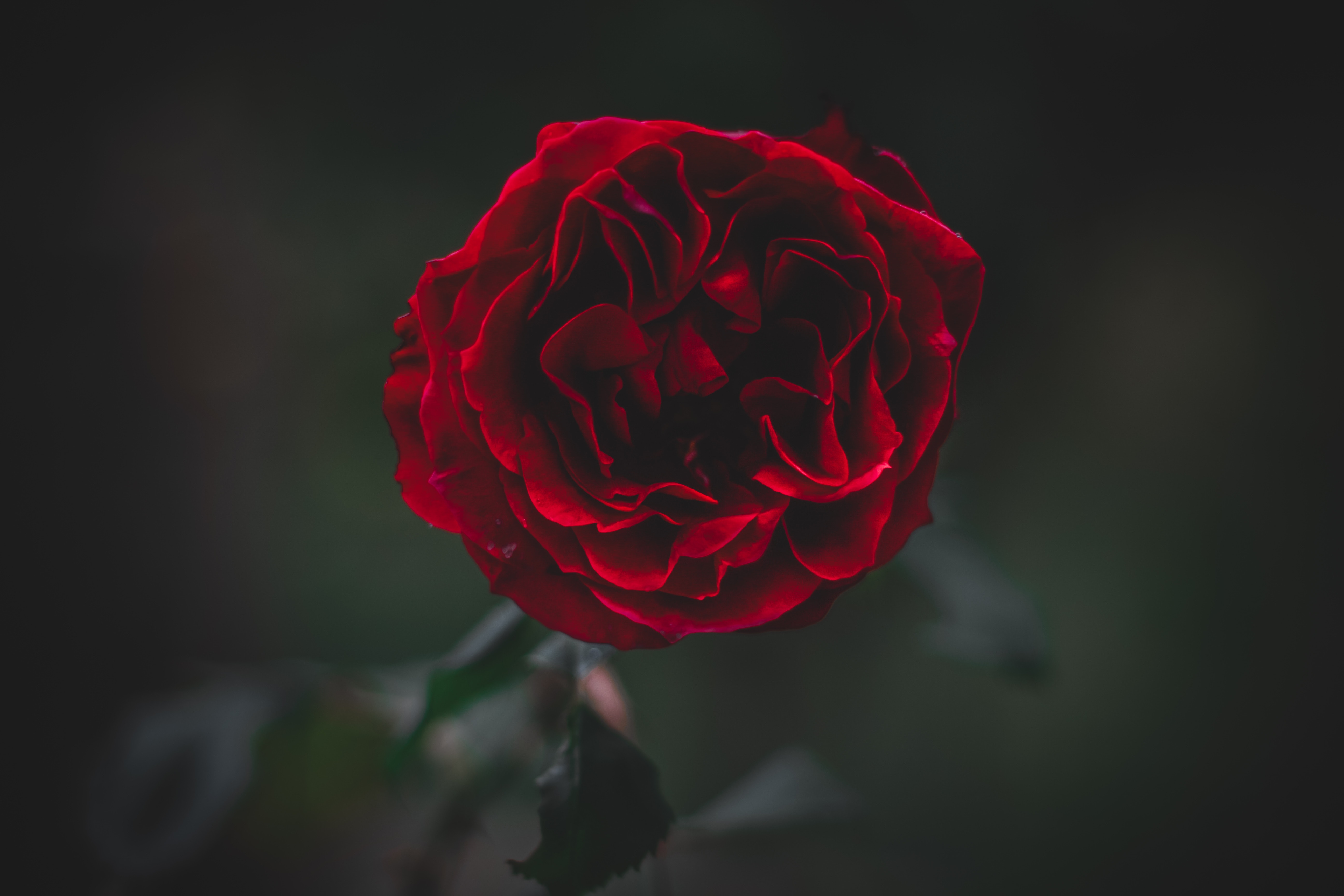 Laden Sie das Rose, Gefroren, Blume, Pflanze, Blütenblätter, Blumen, Dunkel-Bild kostenlos auf Ihren PC-Desktop herunter