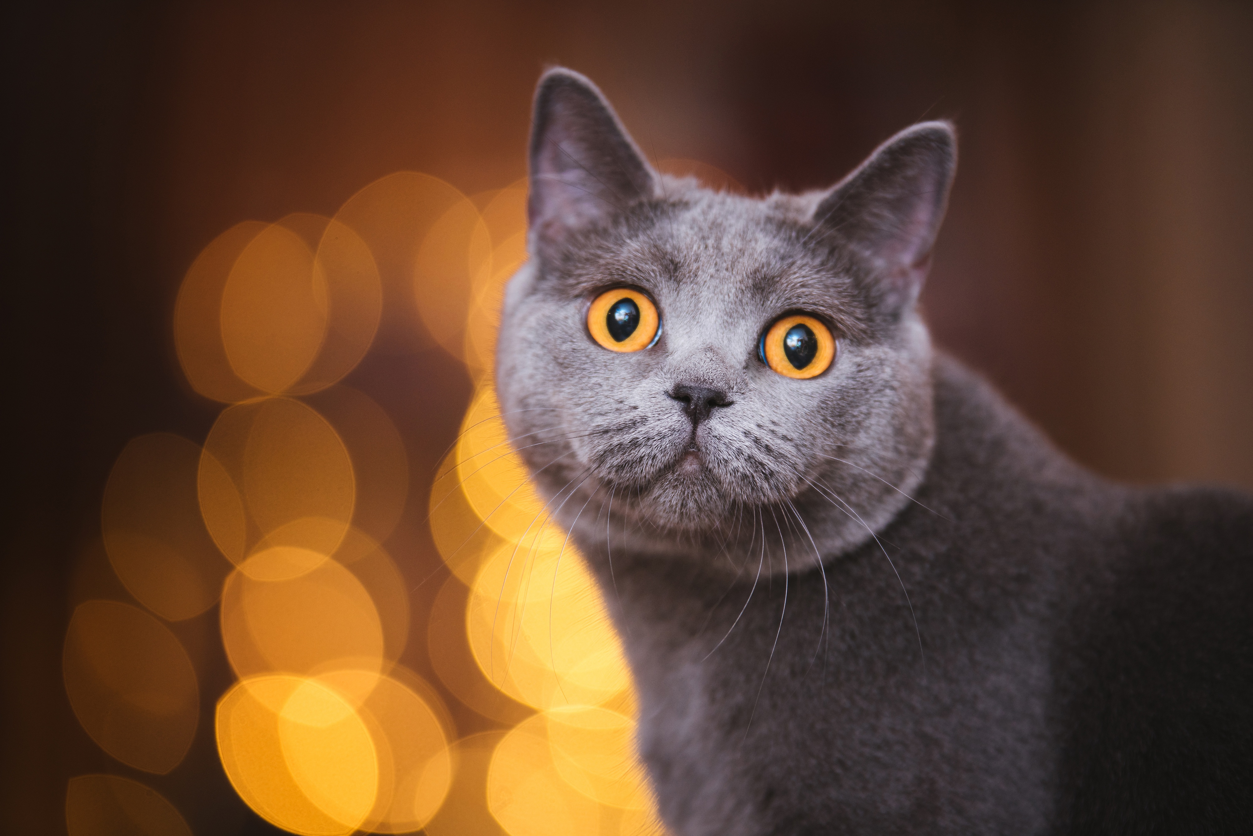 Кошка с желтыми глазами порода. Британская короткошёрстная кошка. Серый кот с желтыми глазами. Серый кот с оранжевыми глазами. Дымчатый кот с желтыми глазами.