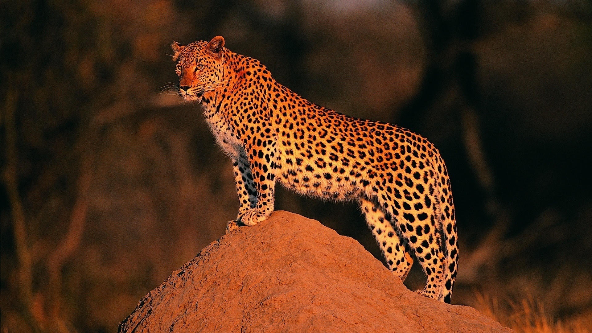 Стоун леопард