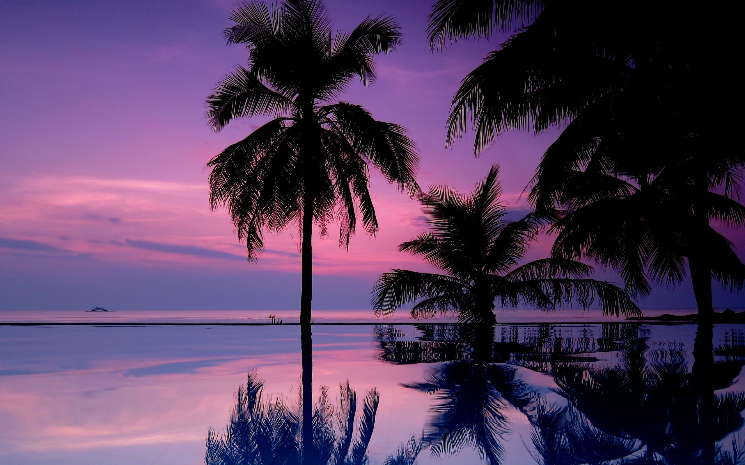 nature, night, palms, silhouettes 4K