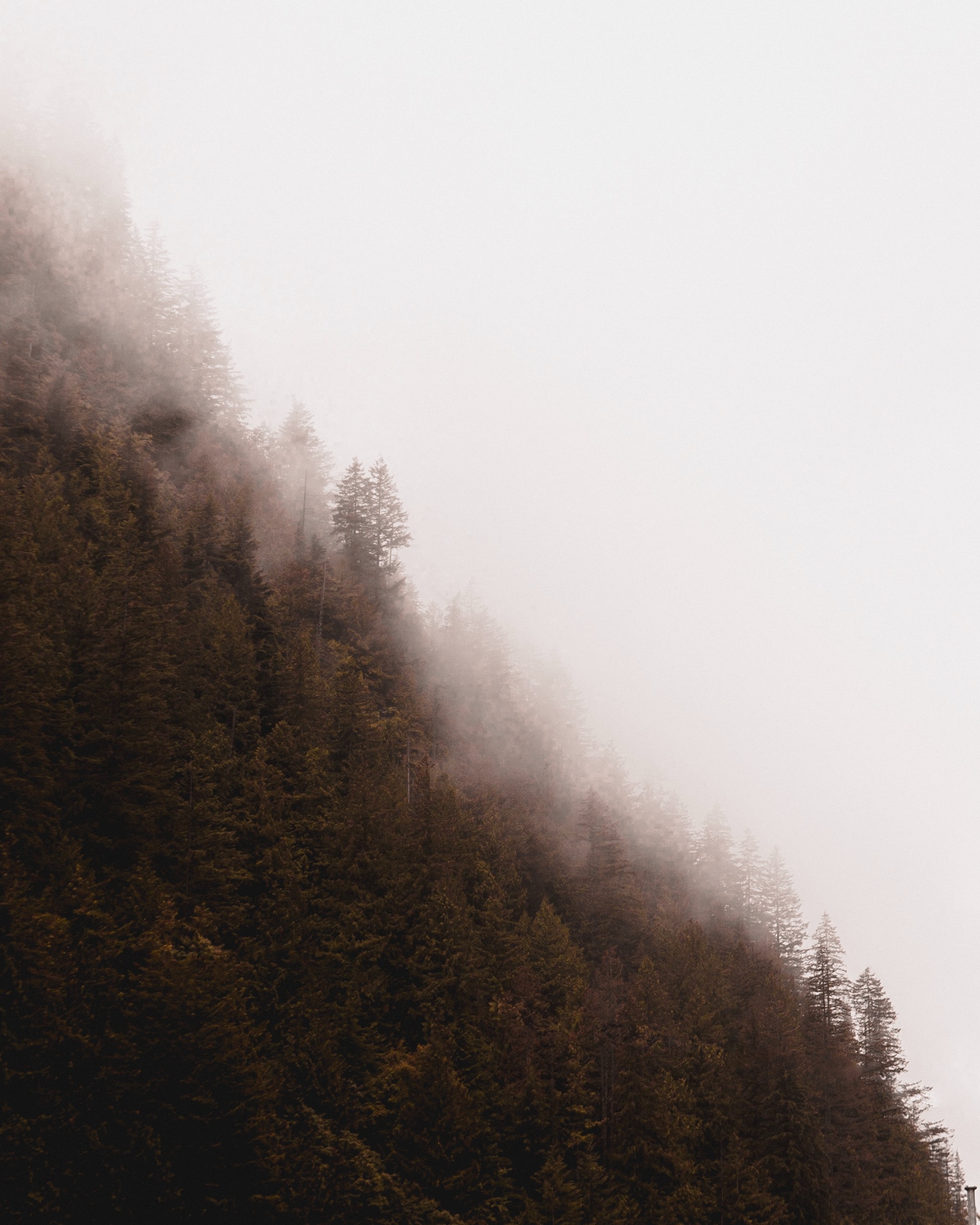 92957 descargar fondo de pantalla naturaleza, árboles, pino, conífero, bosque, niebla: protectores de pantalla e imágenes gratis