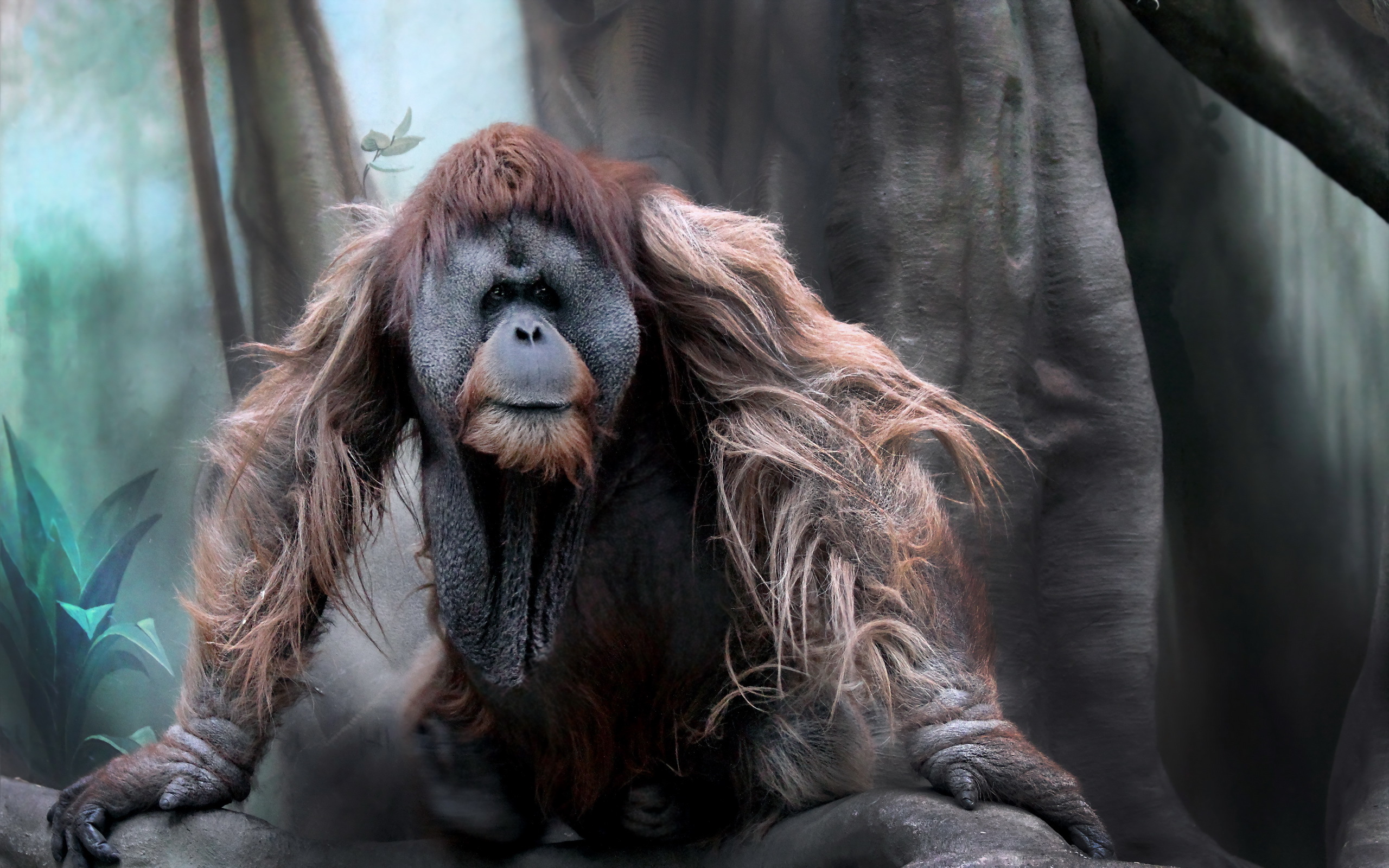 Desktop Backgrounds Orangutan 