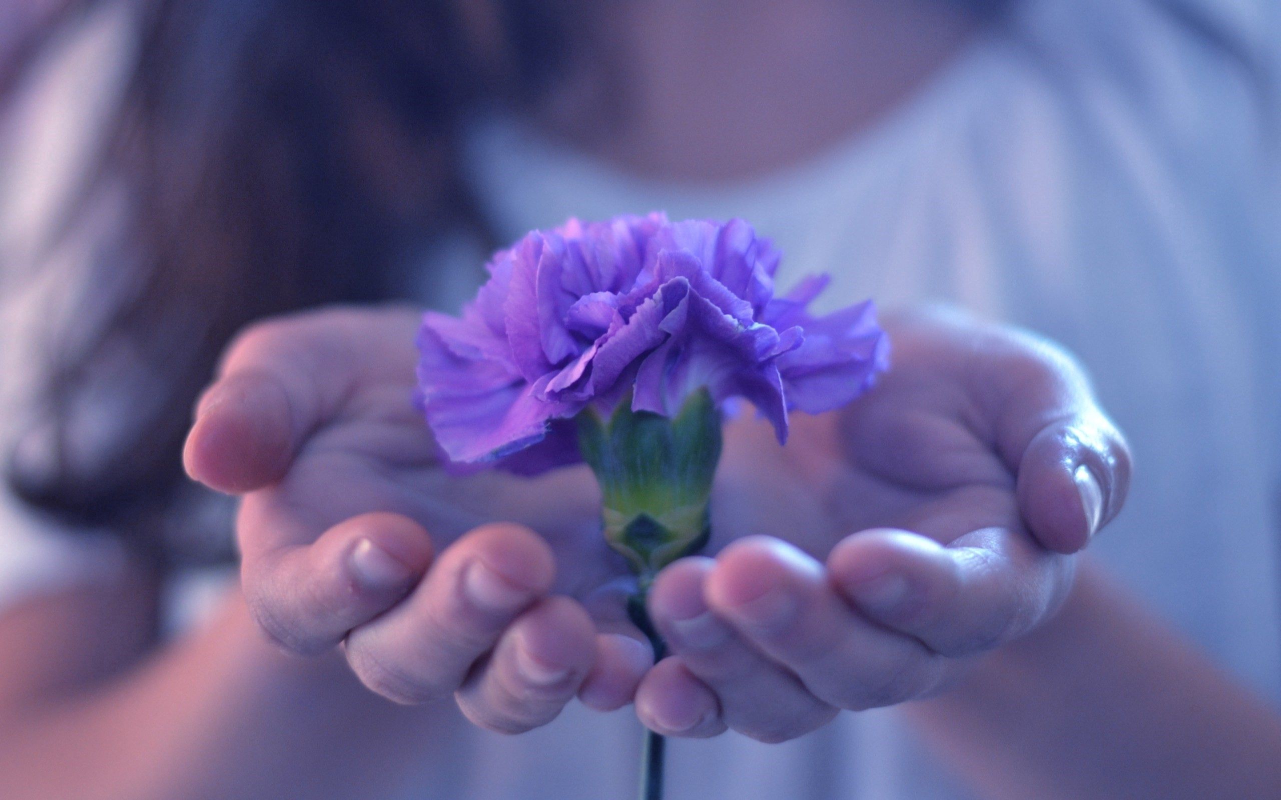 plant, flower, macro, petals, hands Ultra HD, Free 4K, 32K