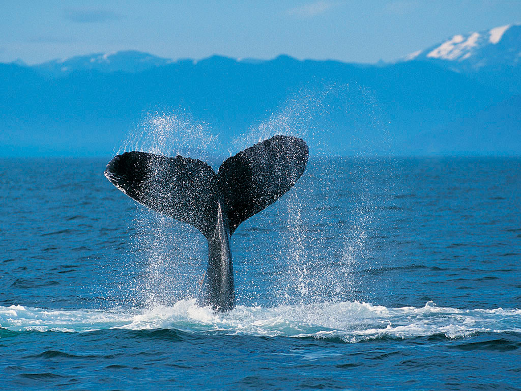 1513878 скачать обои кит, животные, океан - заставки и картинки бесплатно
