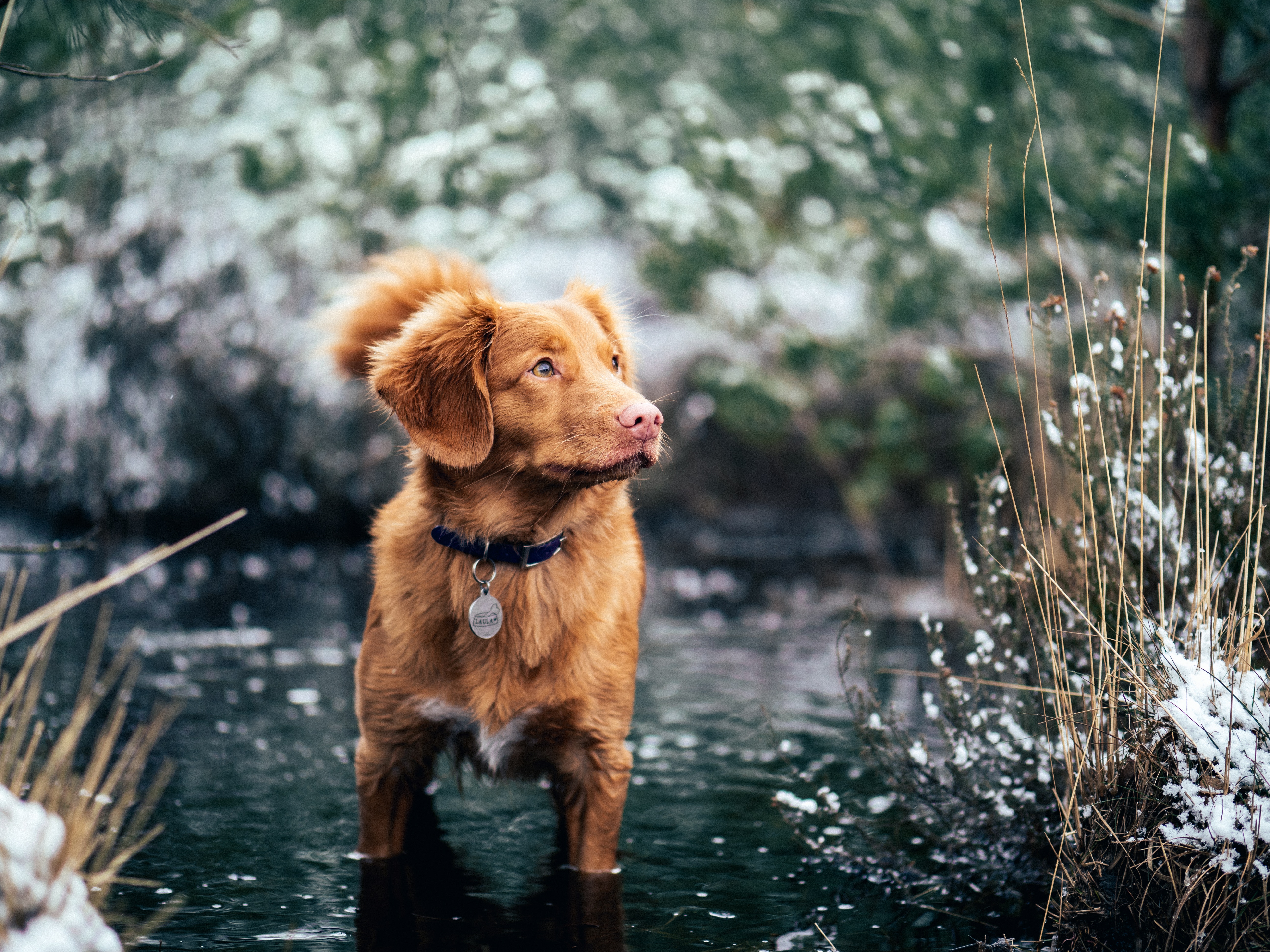 Handy-Wallpaper Hund, Spaziergang, Kragen, Halsband, Tiere, Wasser, Bummel kostenlos herunterladen.