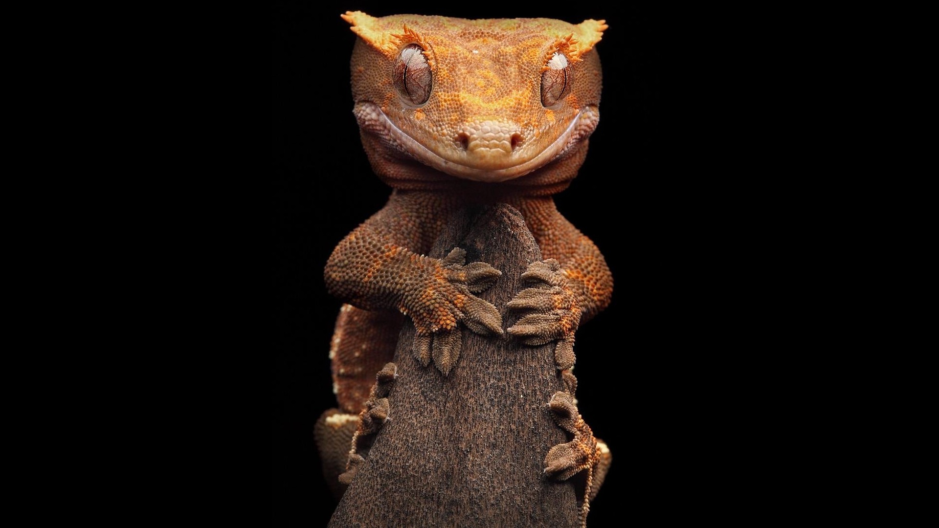gecko, animal, lizard, reptiles 4K Ultra