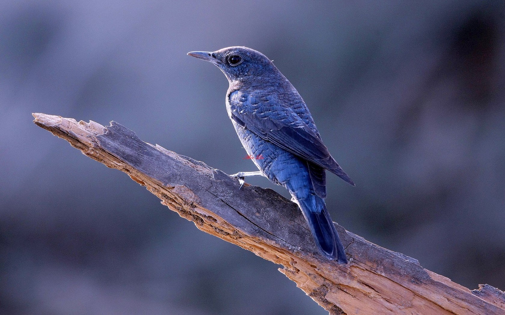 Синяя птица памира. Синий Дрозд. Синяя птица в горах Памира и Тянь-Шаня. Синяя птица синий Дрозд. Синяя птица которая живет в горах Памира и Тянь Шаня.