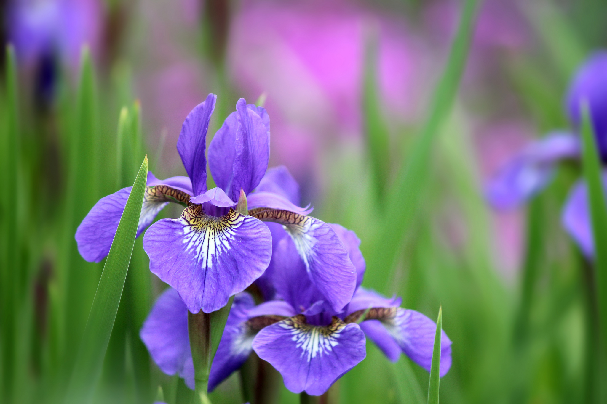 302382 descargar fondo de pantalla tierra/naturaleza, iris, flor, flores: protectores de pantalla e imágenes gratis