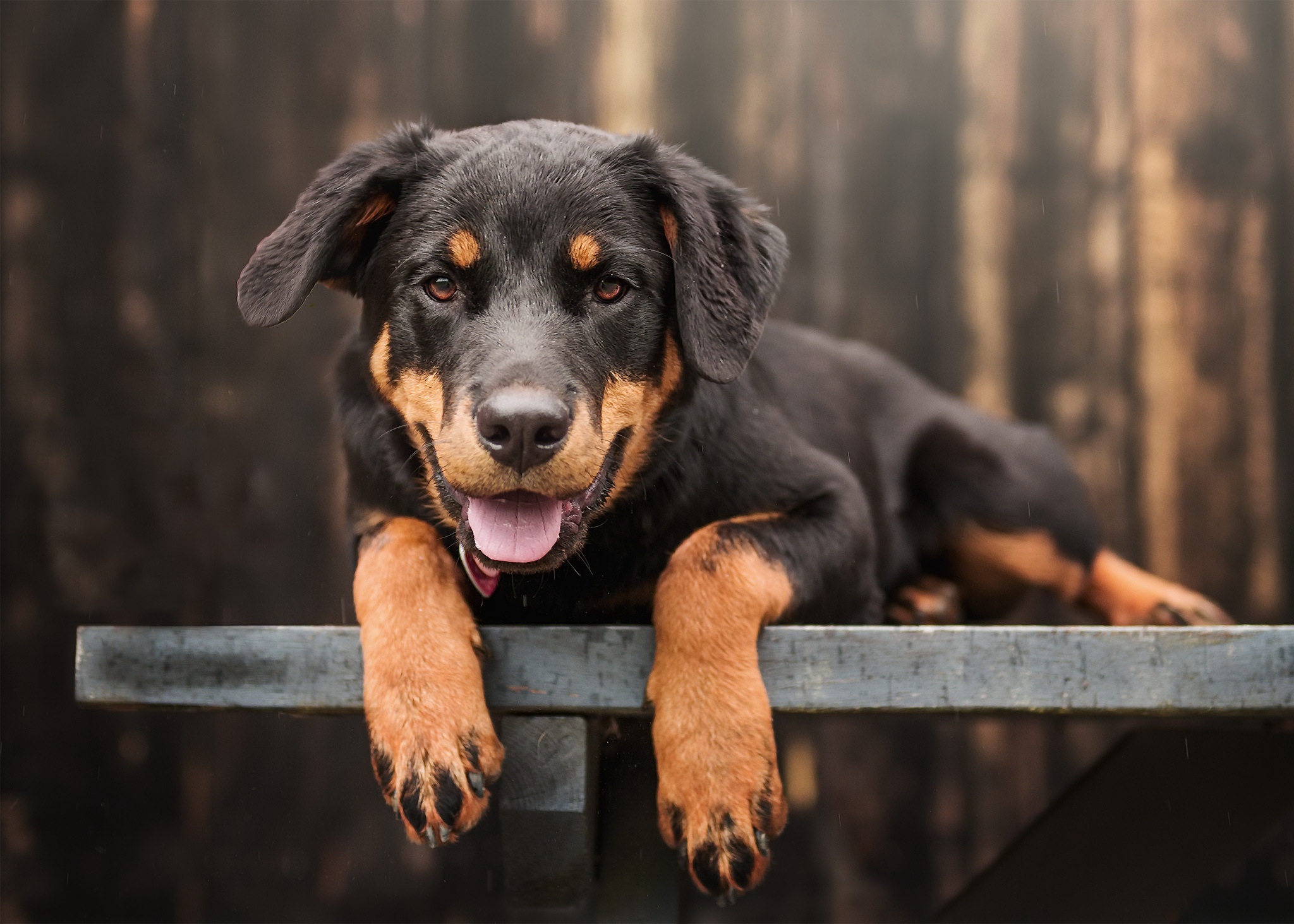 puppy, rottweiler, dog Wallpaper, HD Animals 4K Wallpapers, Images and  Background - Wallpapers Den