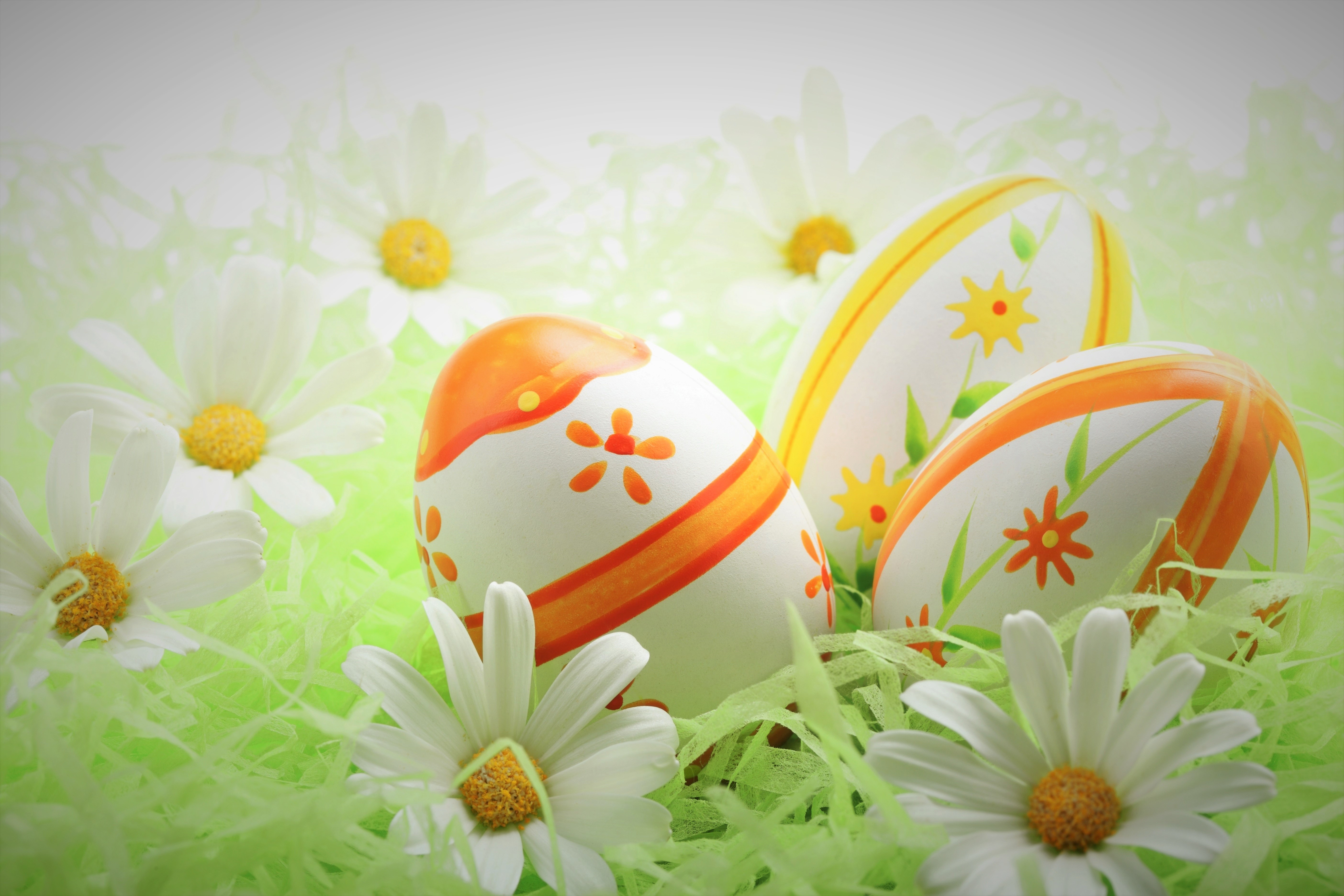 Download mobile wallpaper Easter, Holiday, Daisy, White Flower, Easter Egg for free.