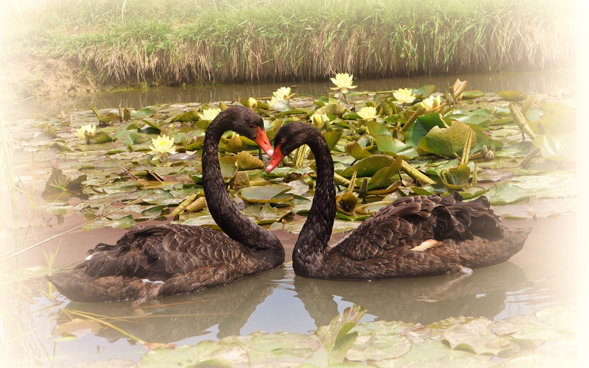 253396 Bild herunterladen tiere, schwarzer schwan, vögel - Hintergrundbilder und Bildschirmschoner kostenlos