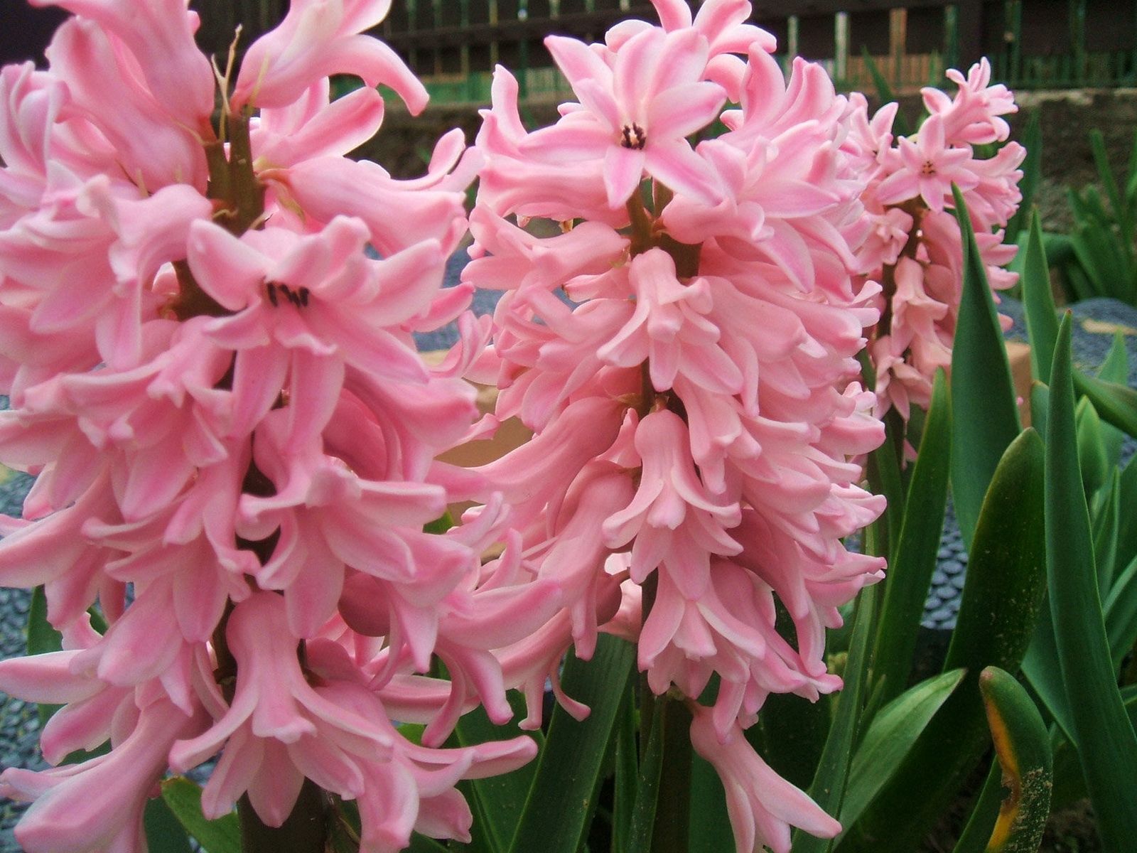 Laden Sie das Hyacinth, Grünen, Nahaufnahme, Grüne, Nahansicht, Blumen-Bild kostenlos auf Ihren PC-Desktop herunter