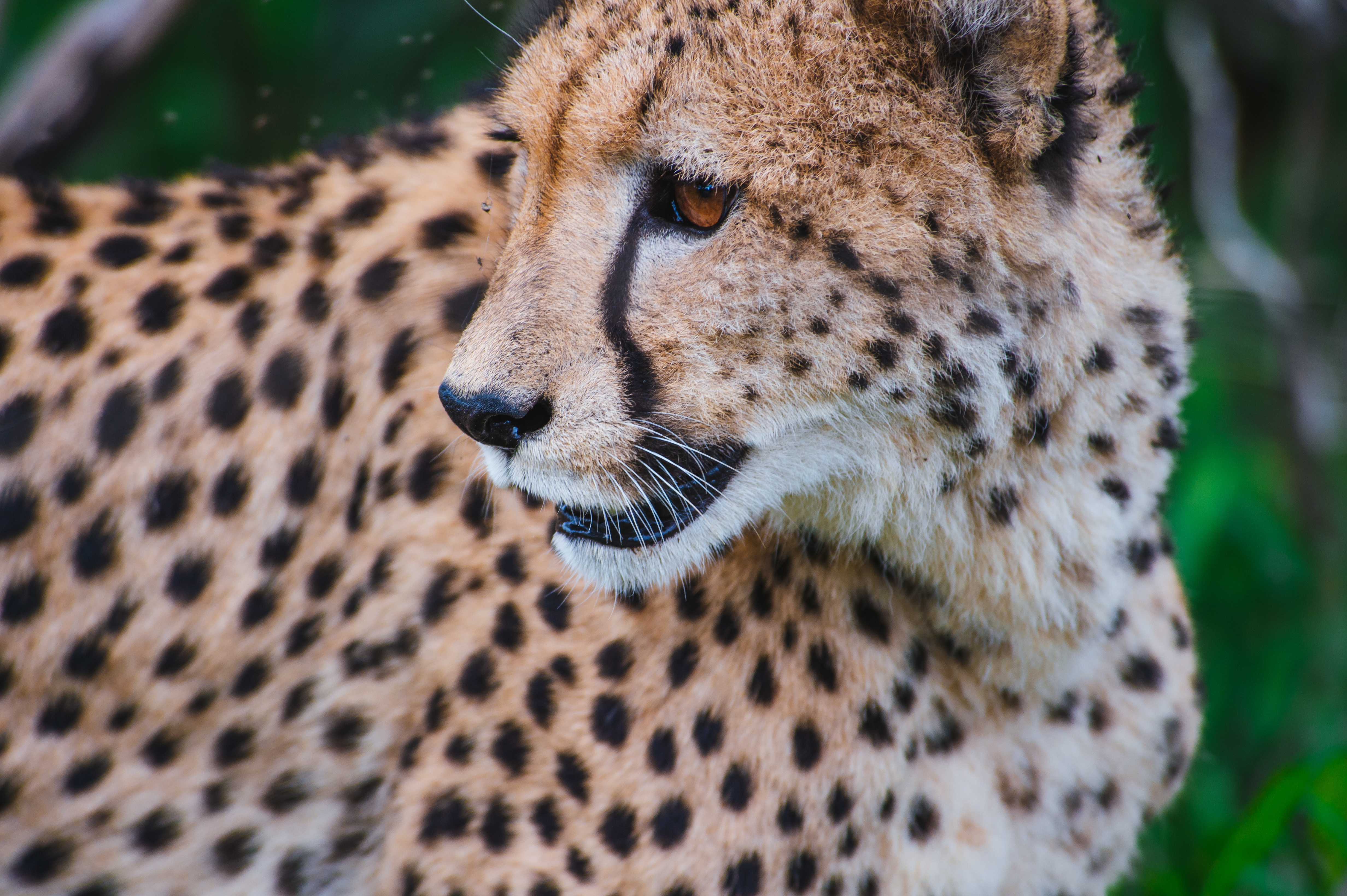 106417 Bild herunterladen tiere, leopard, schnauze, raubtier, predator, große katze, big cat, sicht, meinung - Hintergrundbilder und Bildschirmschoner kostenlos