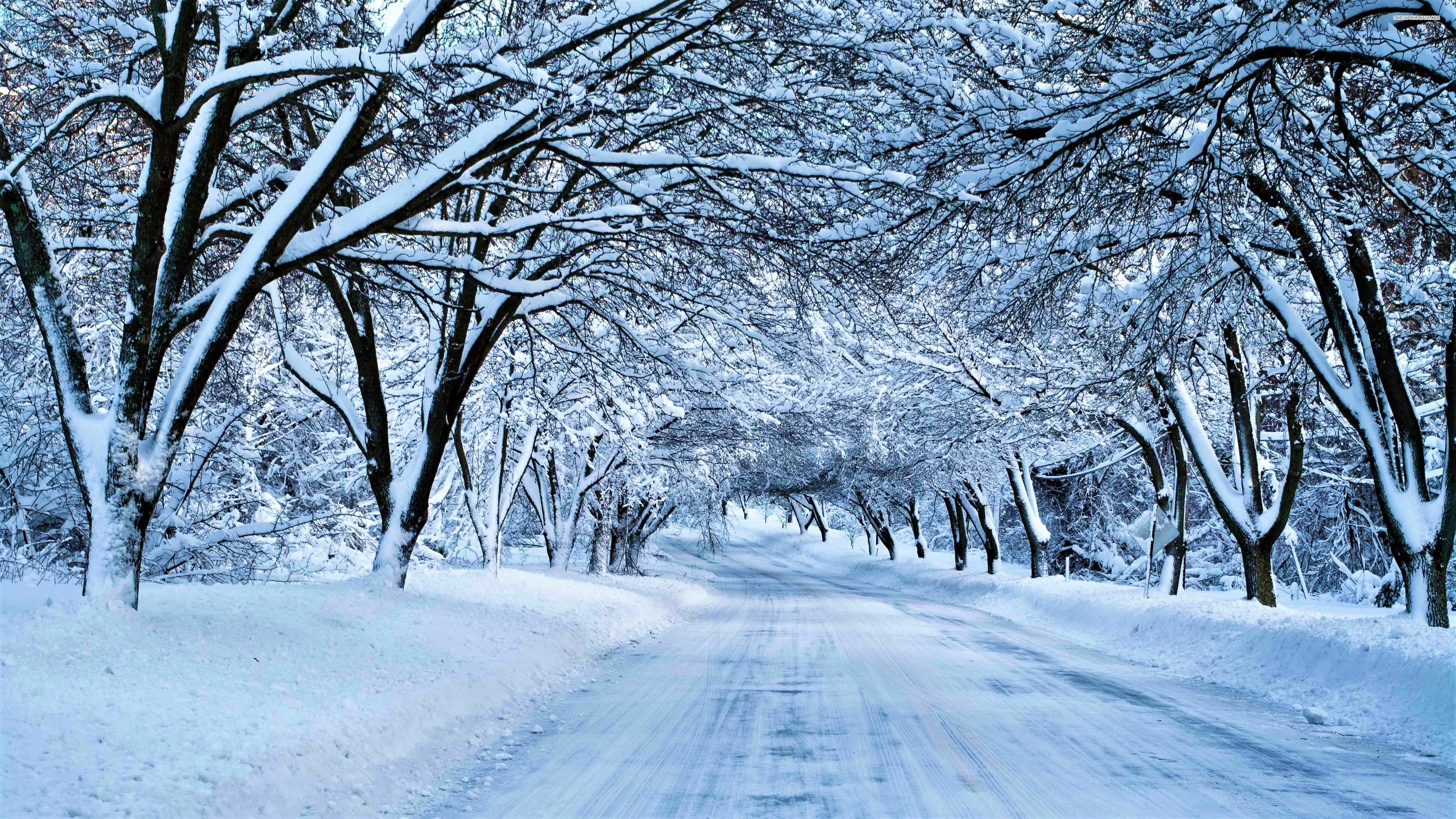 tree, road, man made, canopy, snow, winter