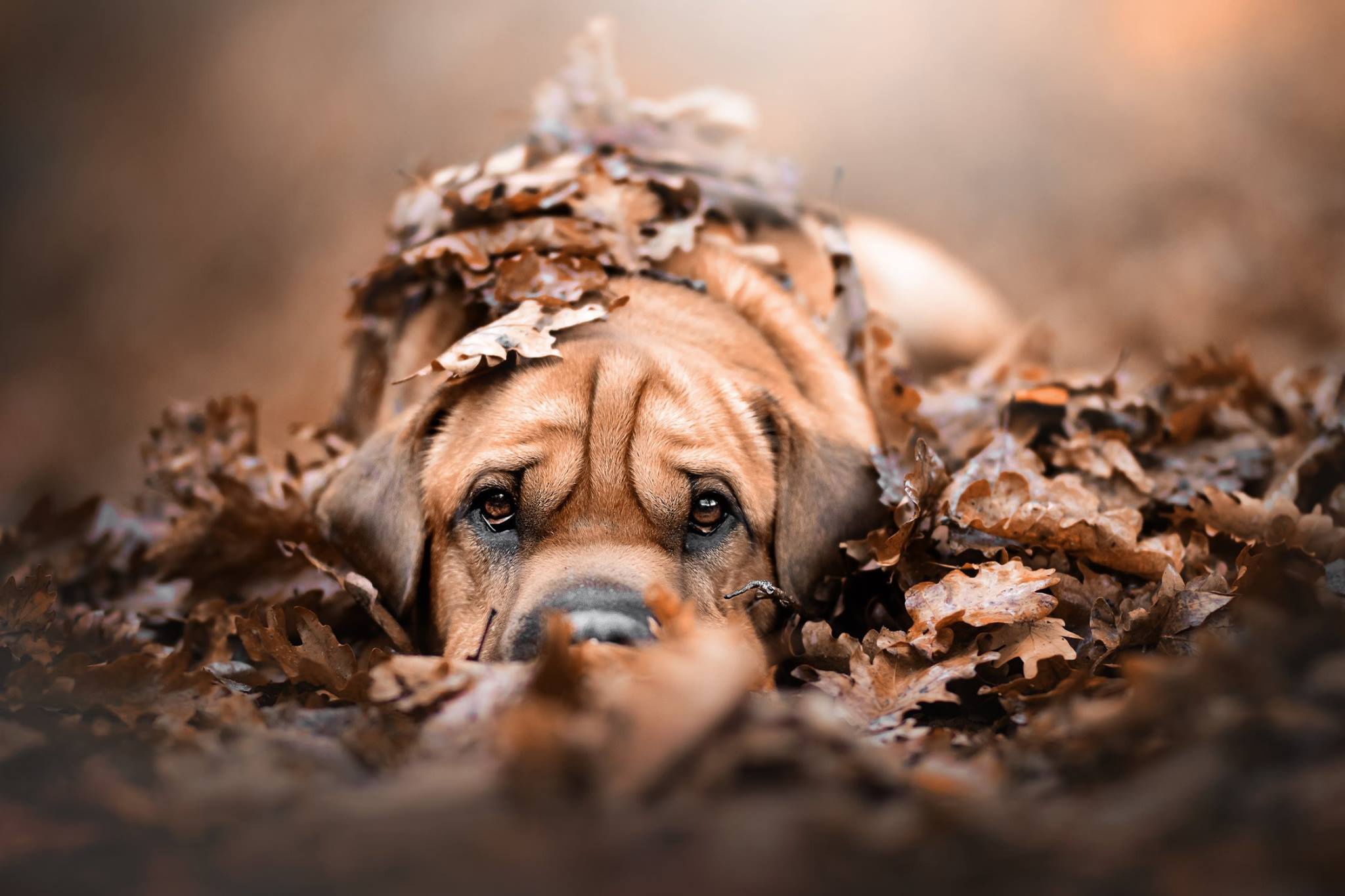Free download wallpaper Dogs, Dog, Leaf, Fall, Animal, Stare on your PC desktop
