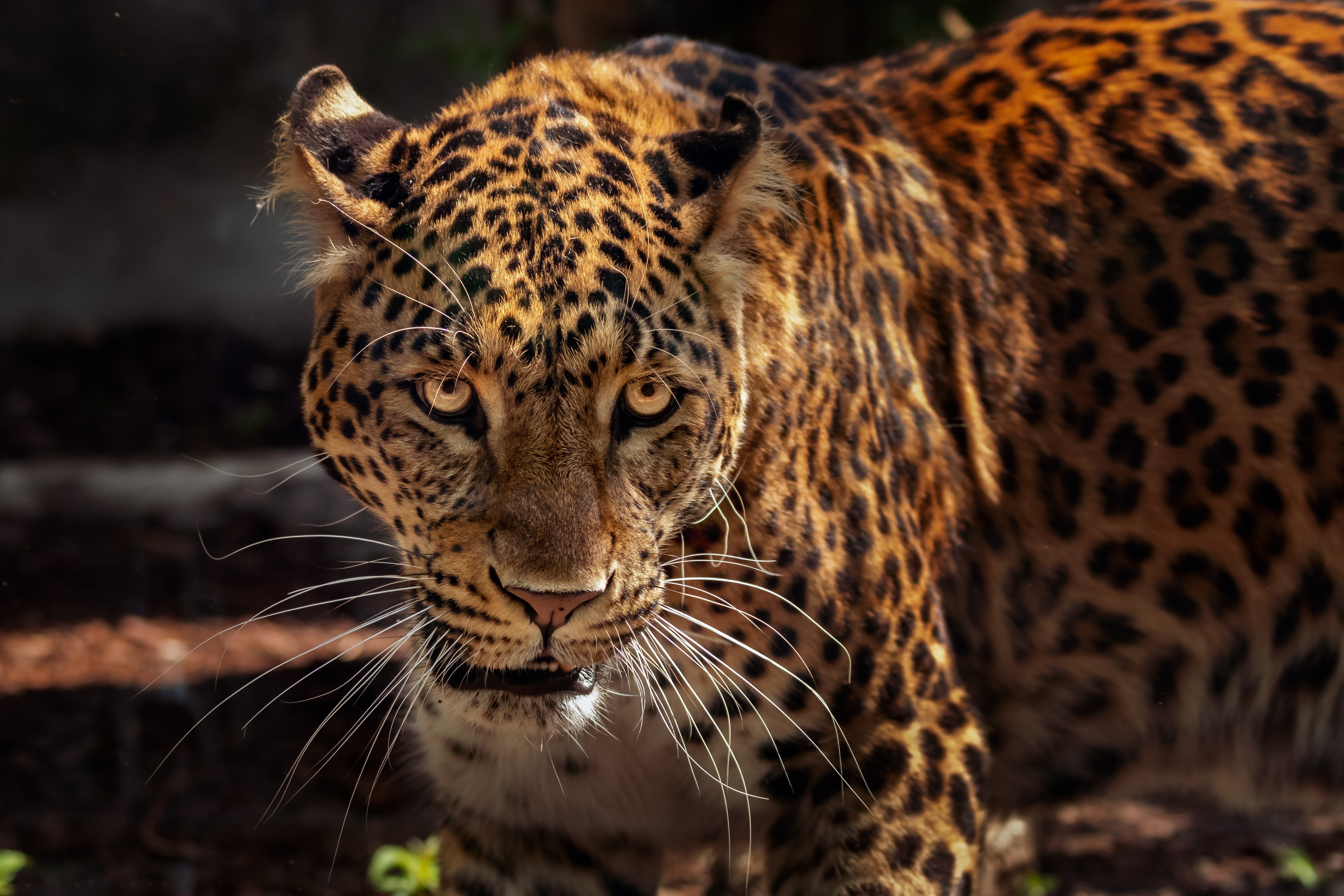 Download mobile wallpaper Jaguar, Animals, Muzzle, Predator, Big Cat, Wildlife for free.