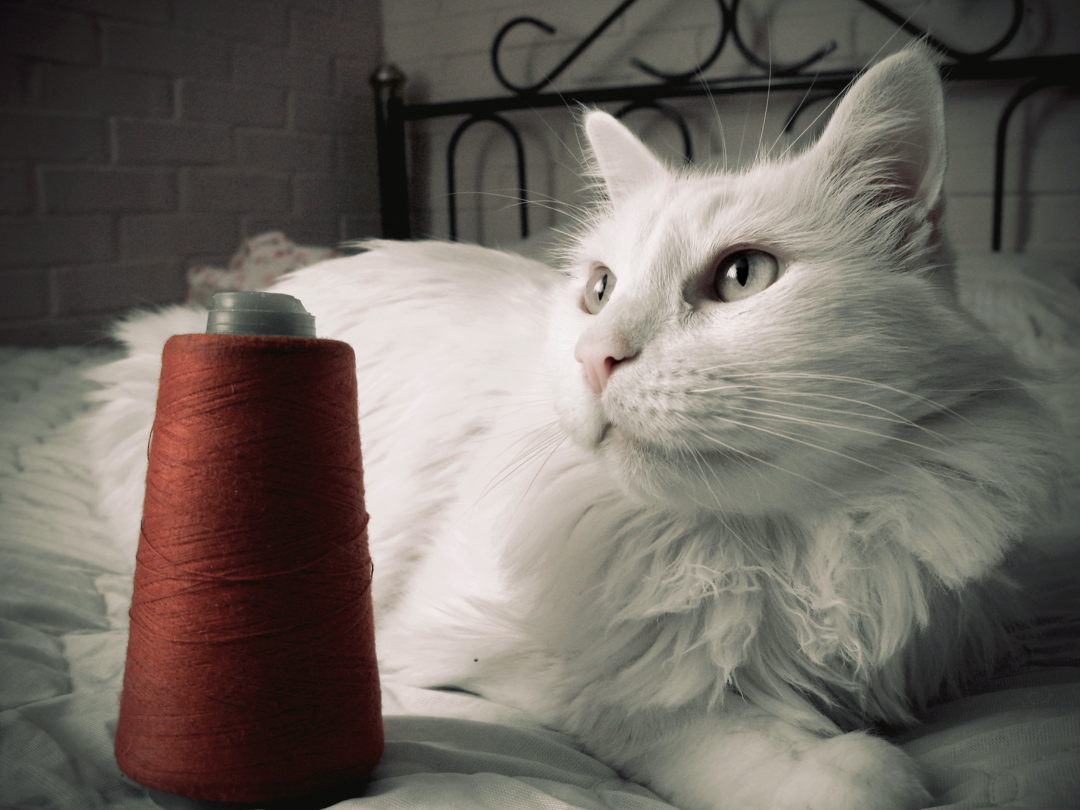 Download mobile wallpaper Opinion, Fluffy, Sight, Bed, Thread, Threads, Animals, Cat for free.