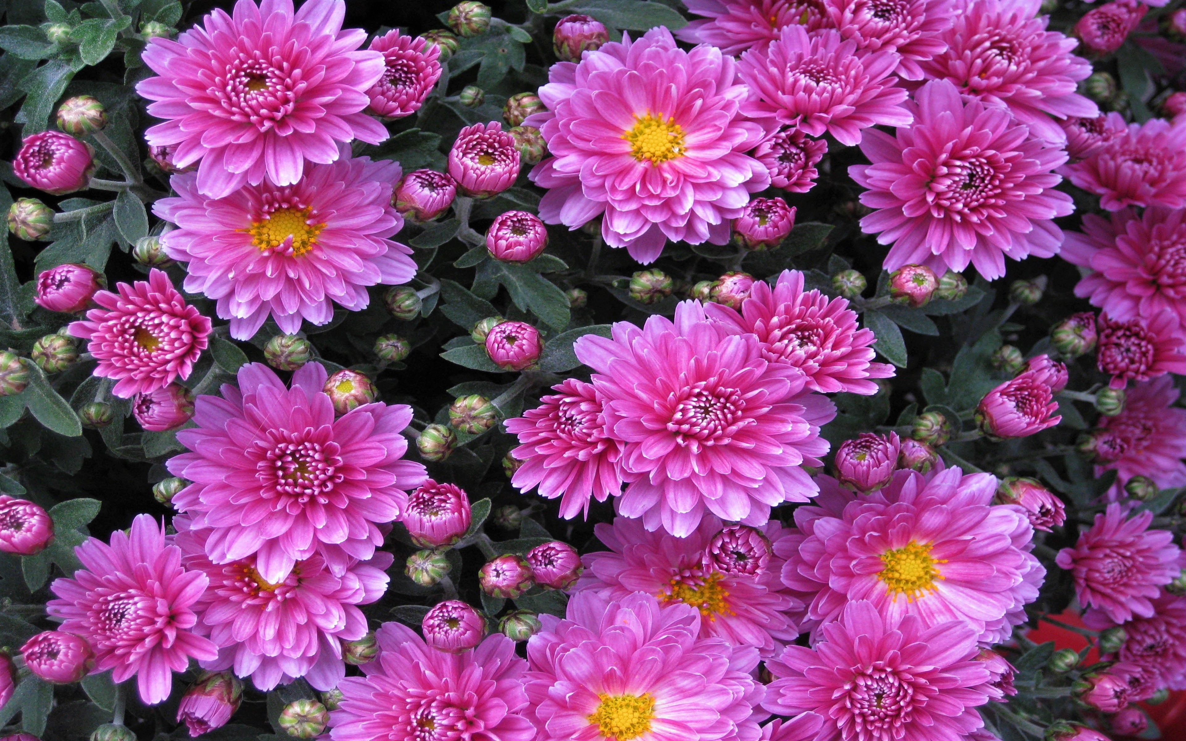423497壁紙のダウンロード地球, 菊, 花, ピンクの花, フラワーズ-スクリーンセーバーと写真を無料で