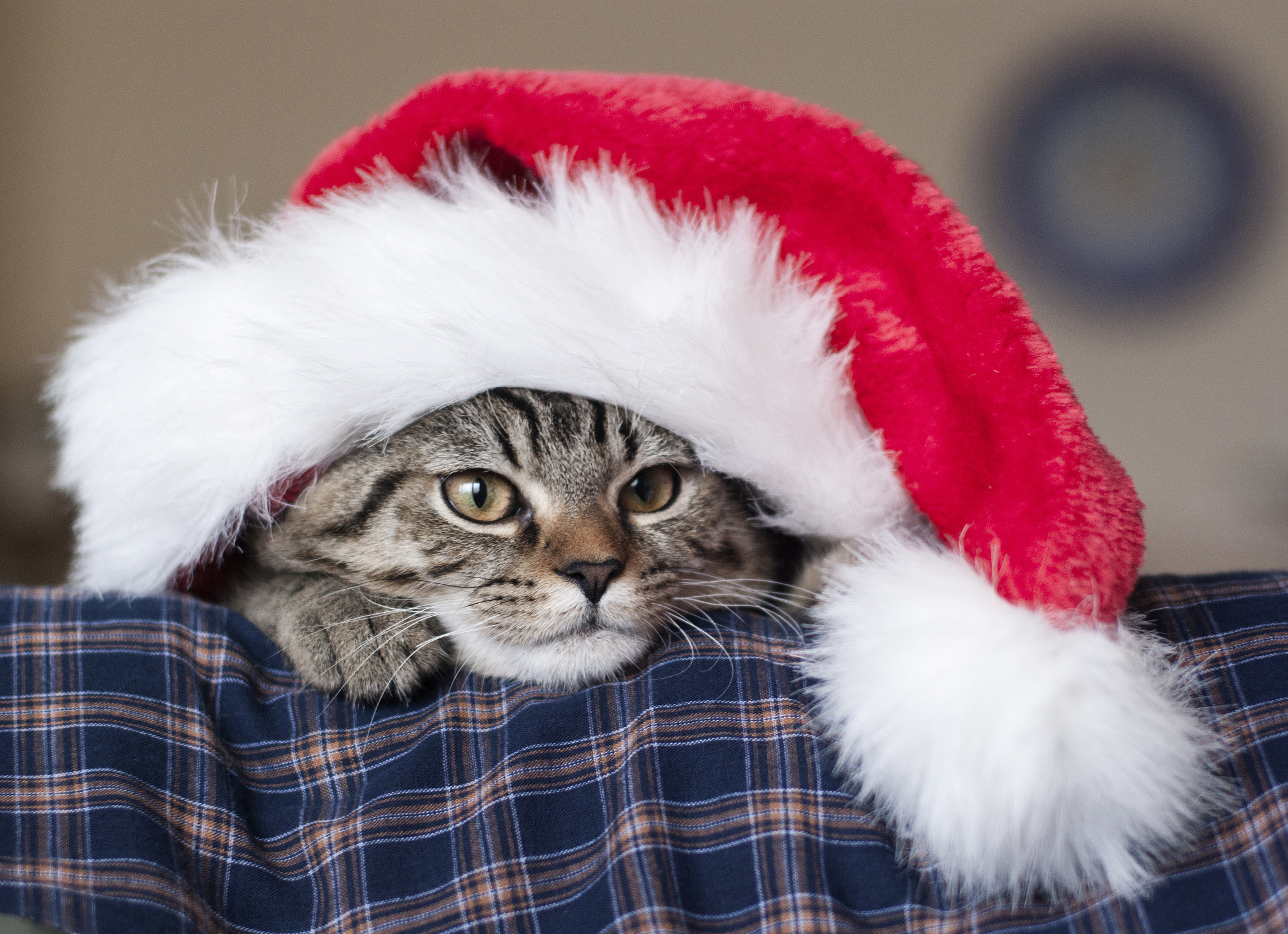 Download mobile wallpaper Santa Claus Hat, Santa's Hat, New Year, Muzzle, Cat, Animals for free.