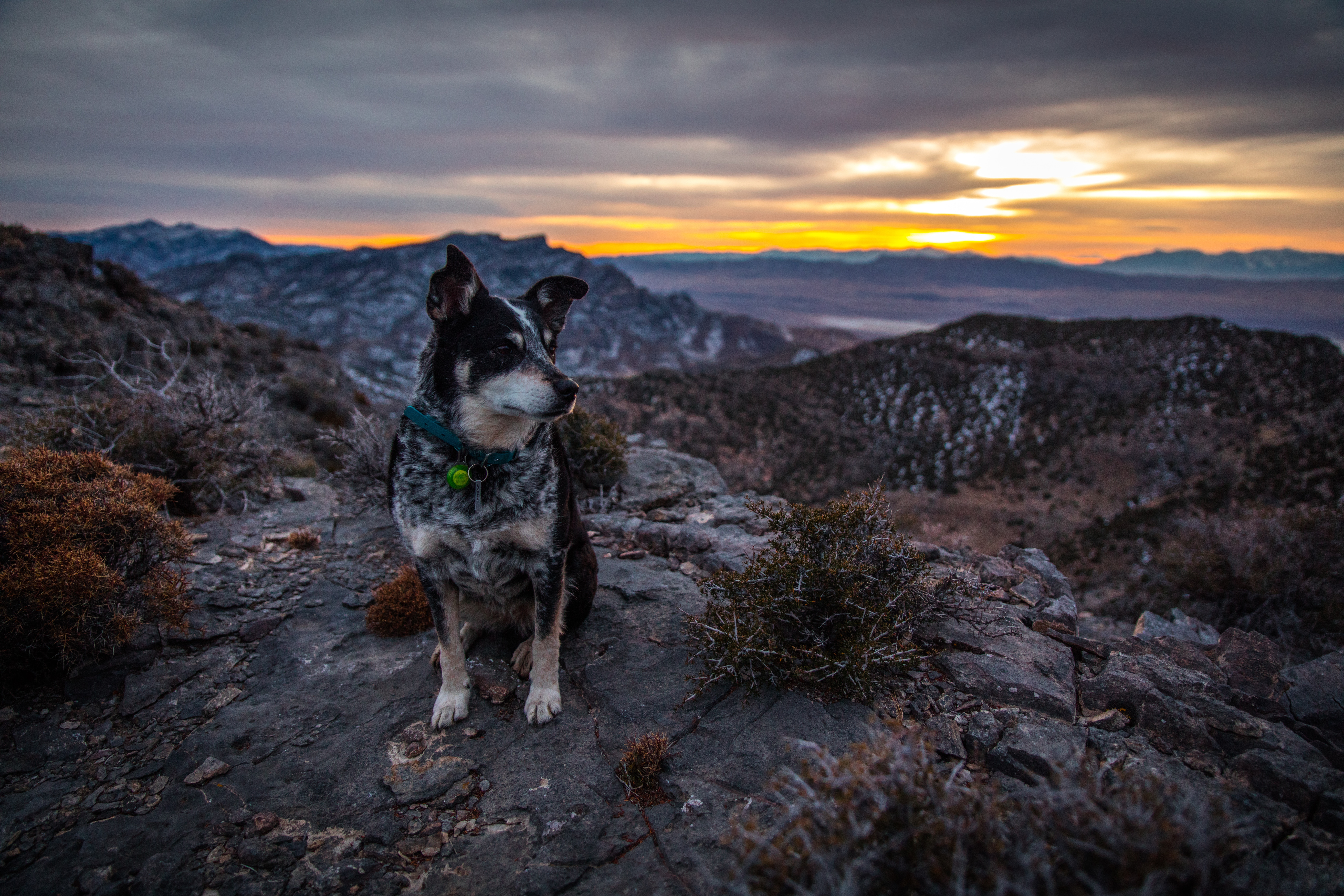 android mountains, animals, dog, evening, is sitting, sits