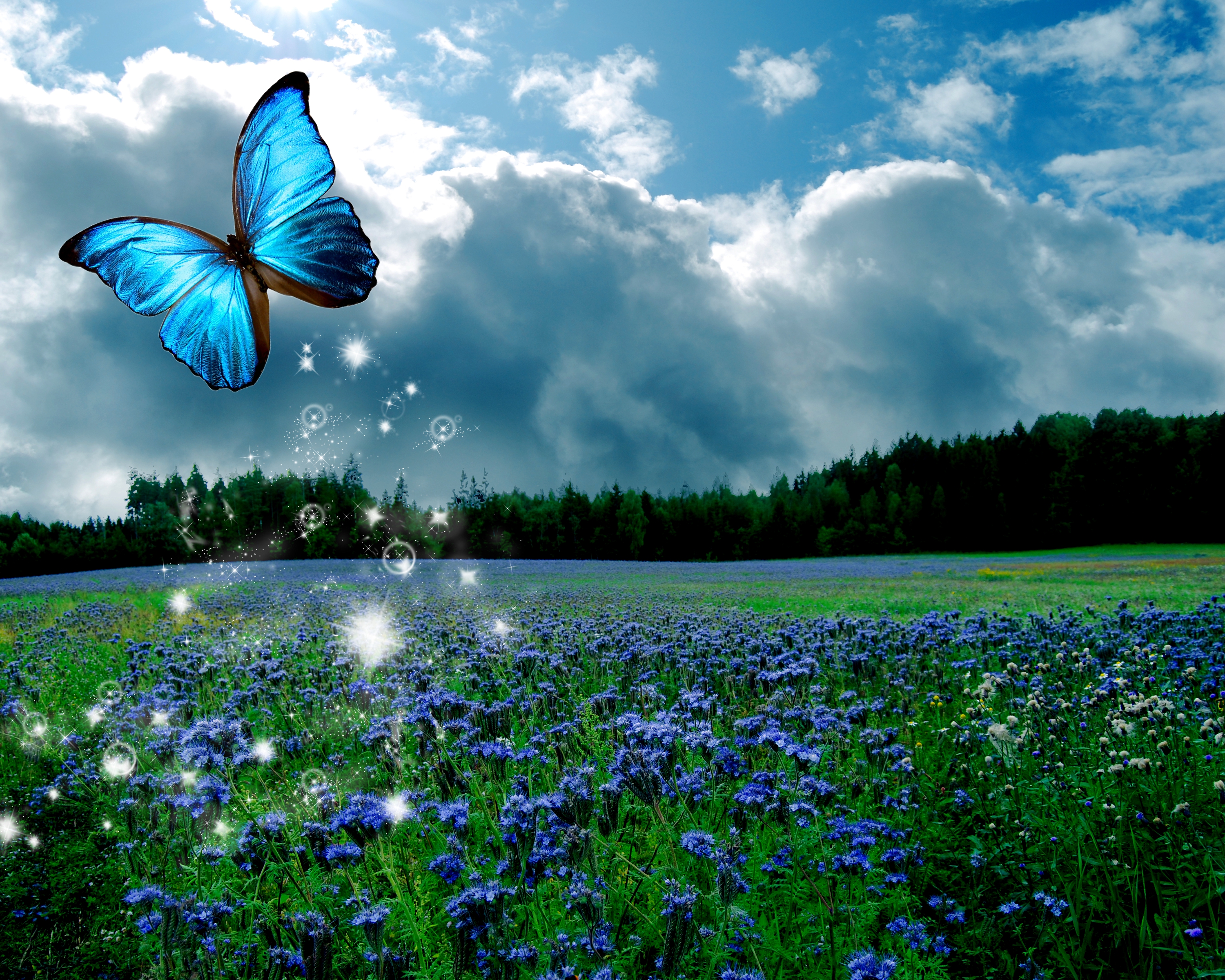бабочки в небе фото
