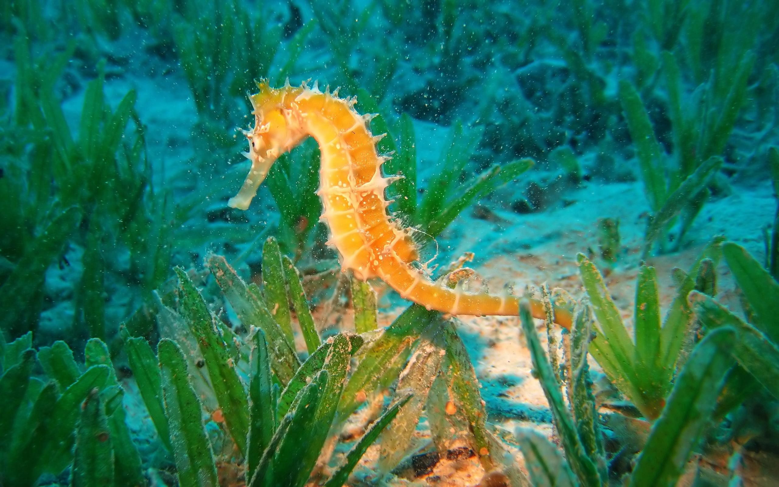 Гиппокамп морской конек