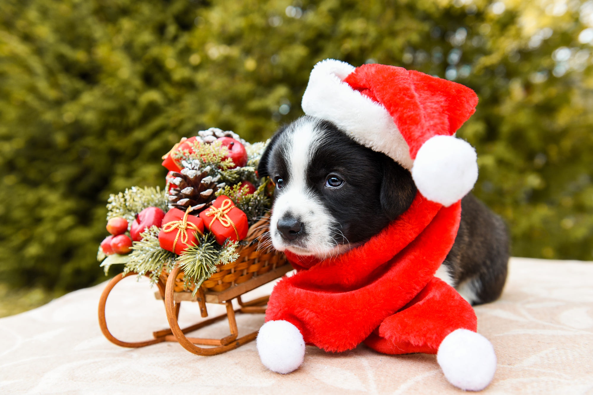 iPhone Christmas Wallpaper Christmas Puppy  50 Christmas Wallpapers That  Are Perfect For Your Home Screen  POPSUGAR Tech Photo 25