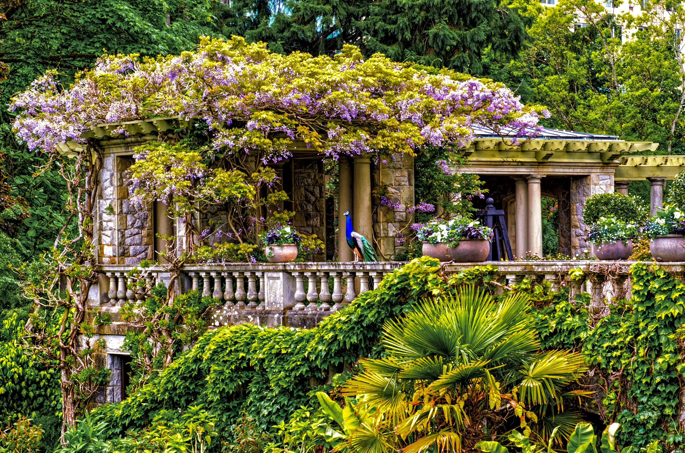 flower, peacock, photography, park, british columbia, building, canada, hatley park, tree, victoria (australia)