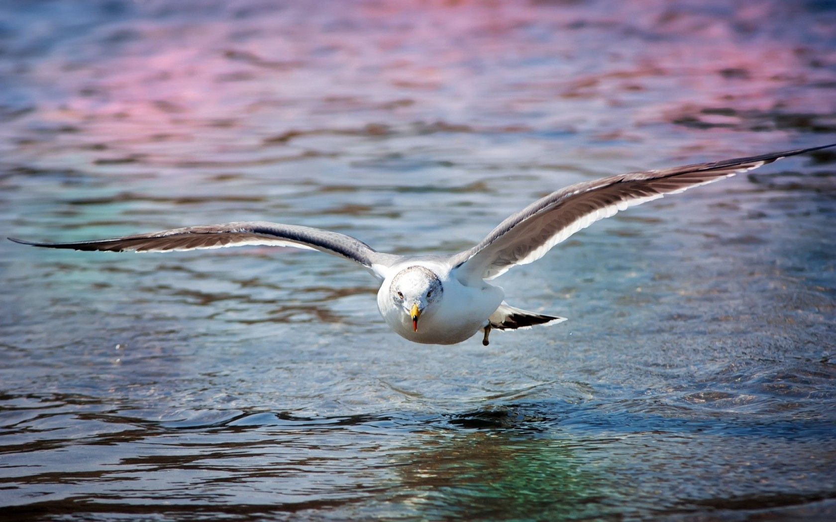 animals, sea, bird, surface, gull, seagull lock screen backgrounds