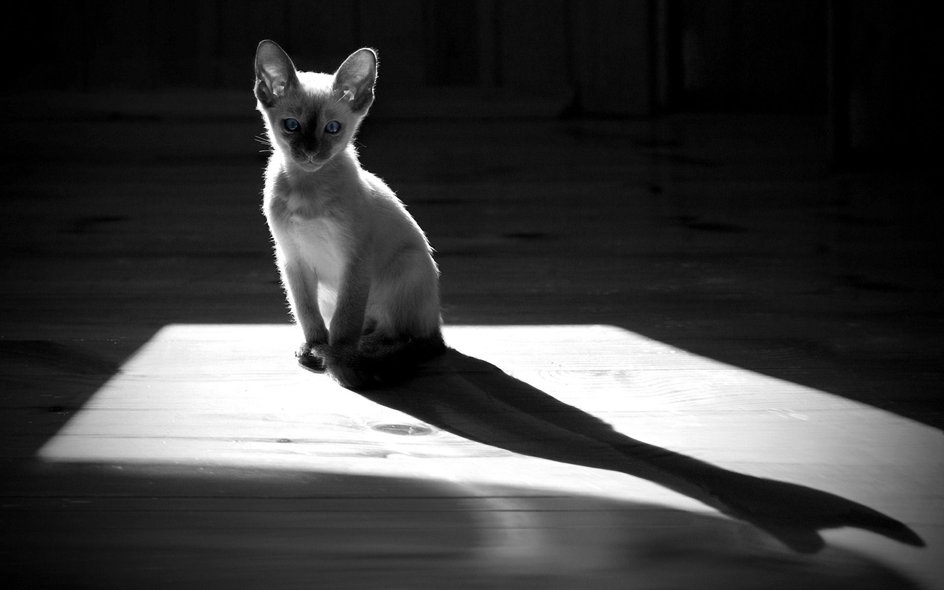 animals, sit, kitty, kitten, shadow, bw, chb cell phone wallpapers