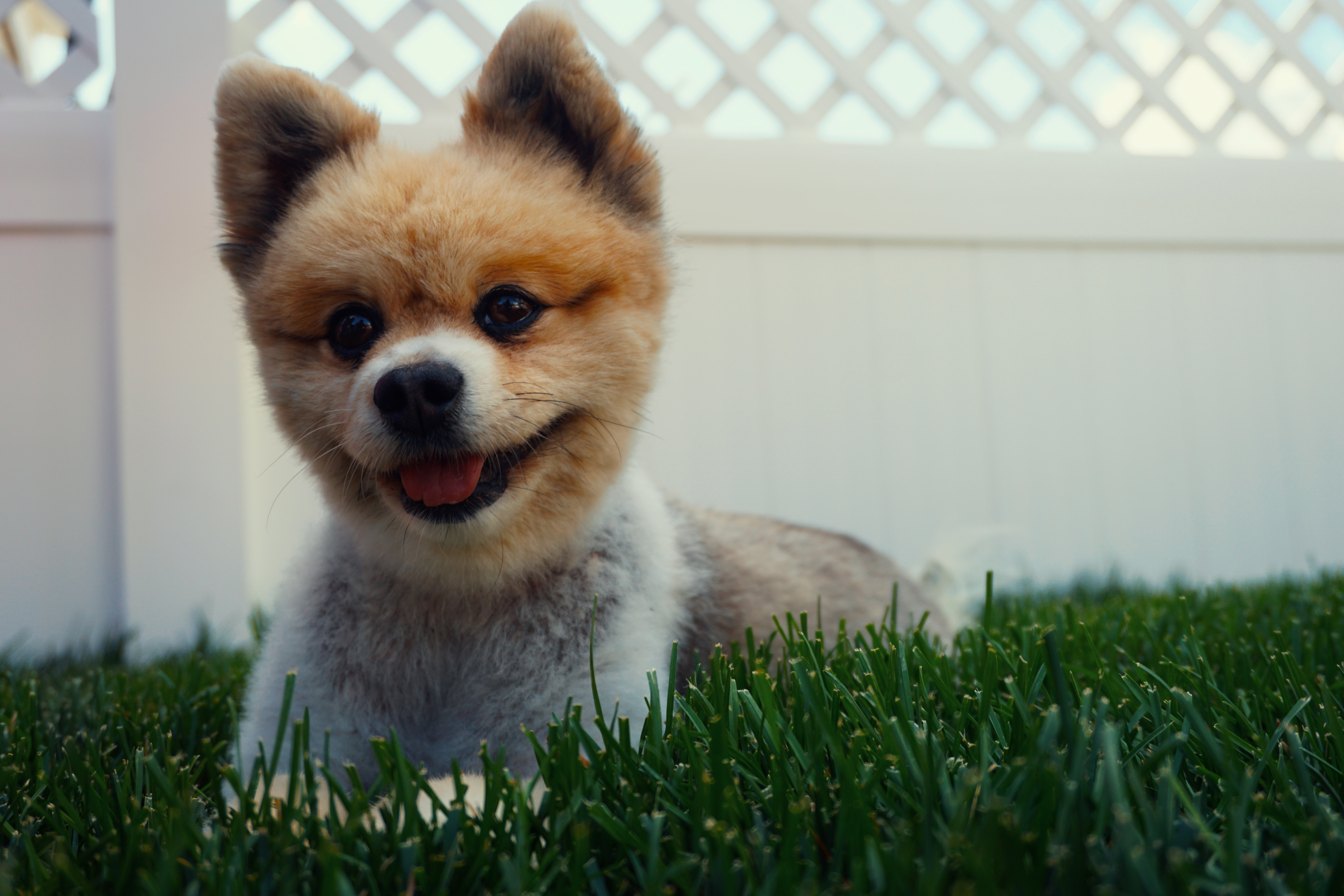 HD Pomeranian Spitz Android Images