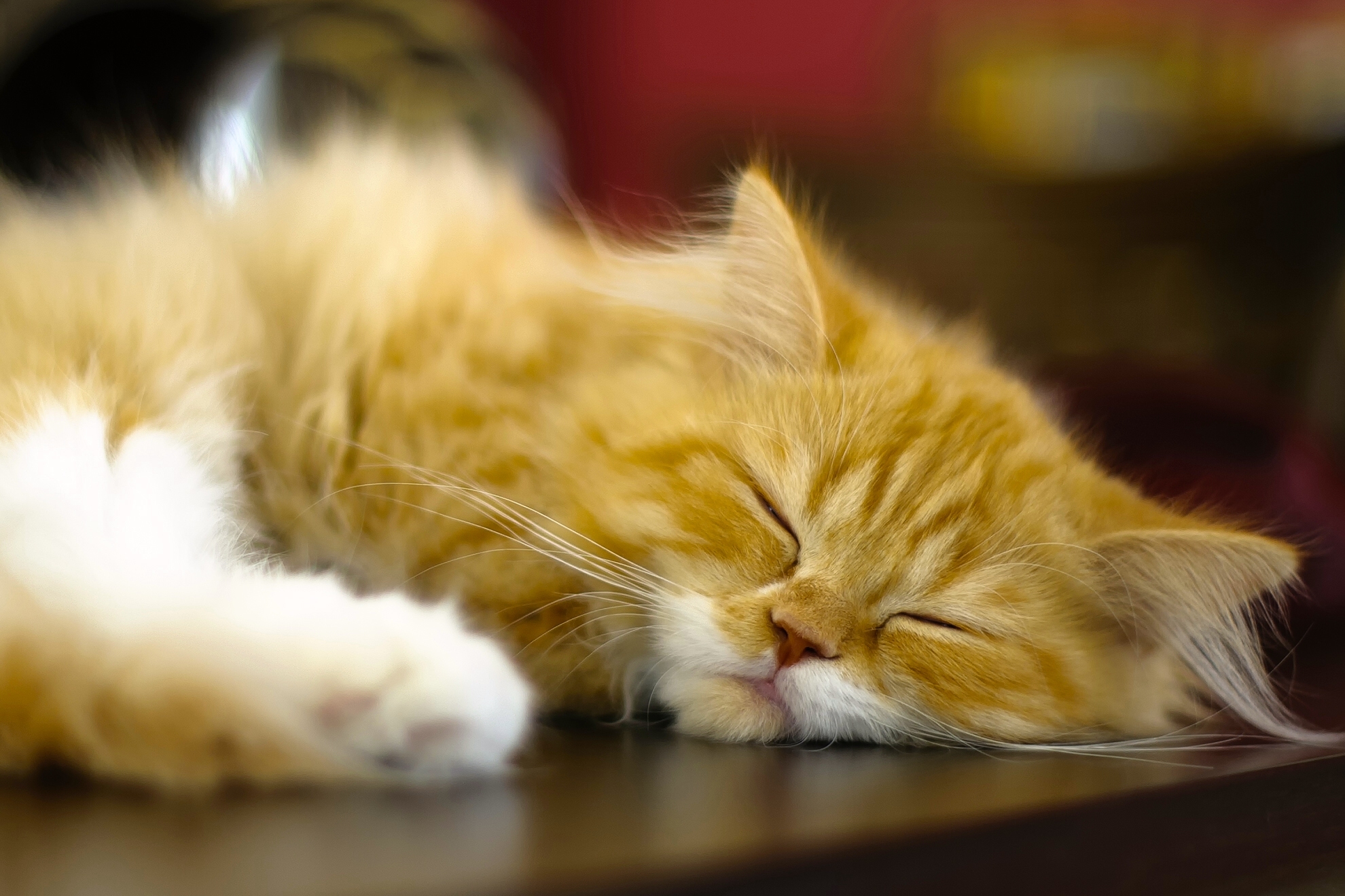 animal, persian cat, cat, sleeping, cats