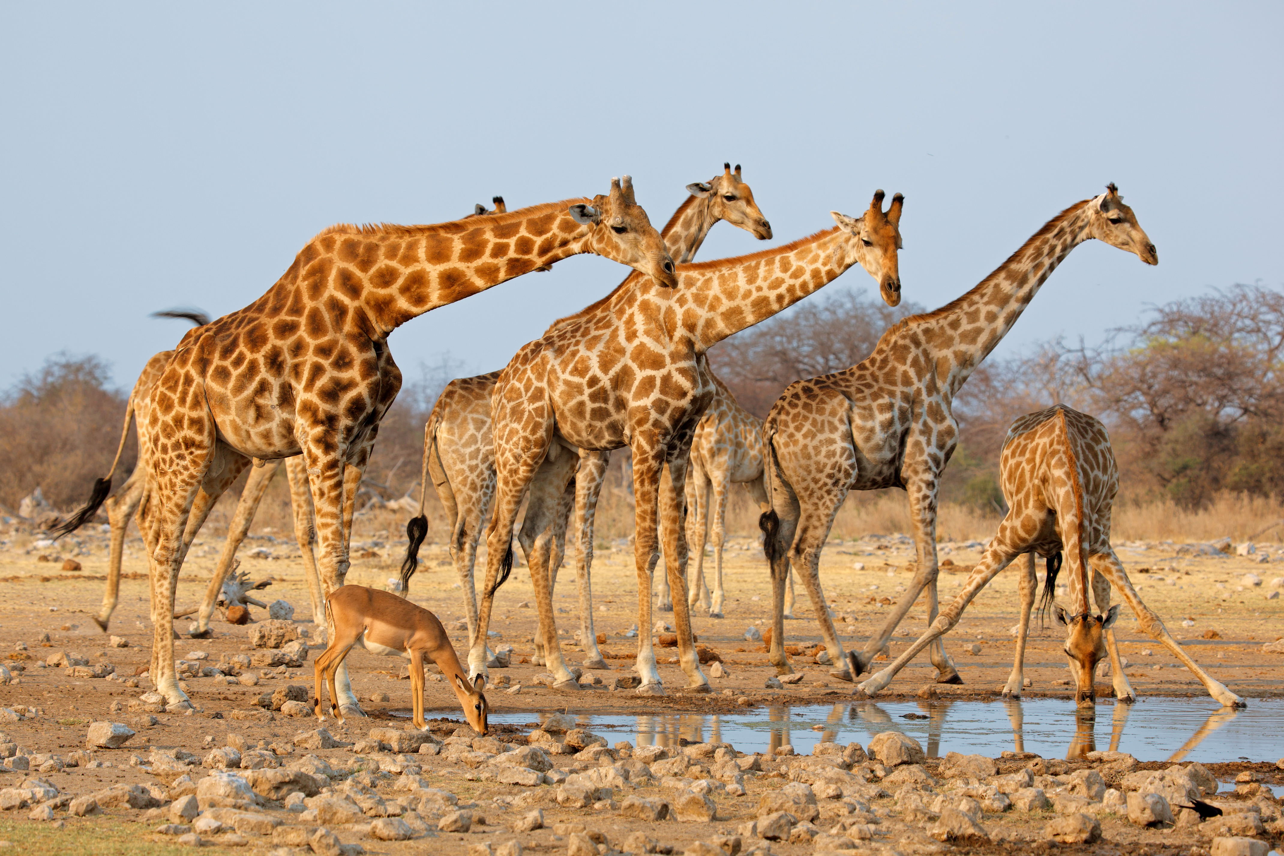 815050 завантажити шпалери тварина, жираф, африка, антилопа, дитинча тварини - заставки і картинки безкоштовно
