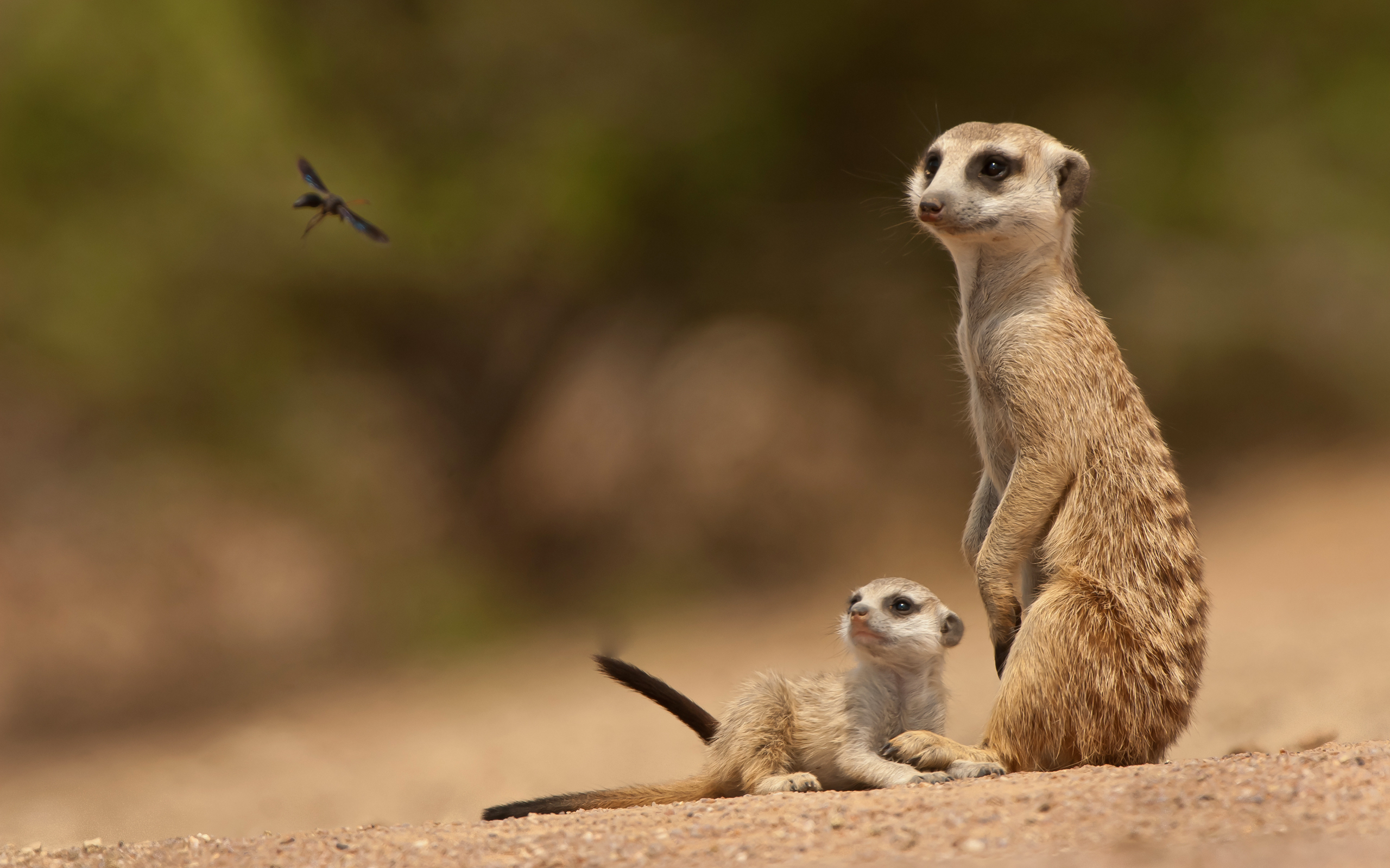 animal, meerkat HD wallpaper