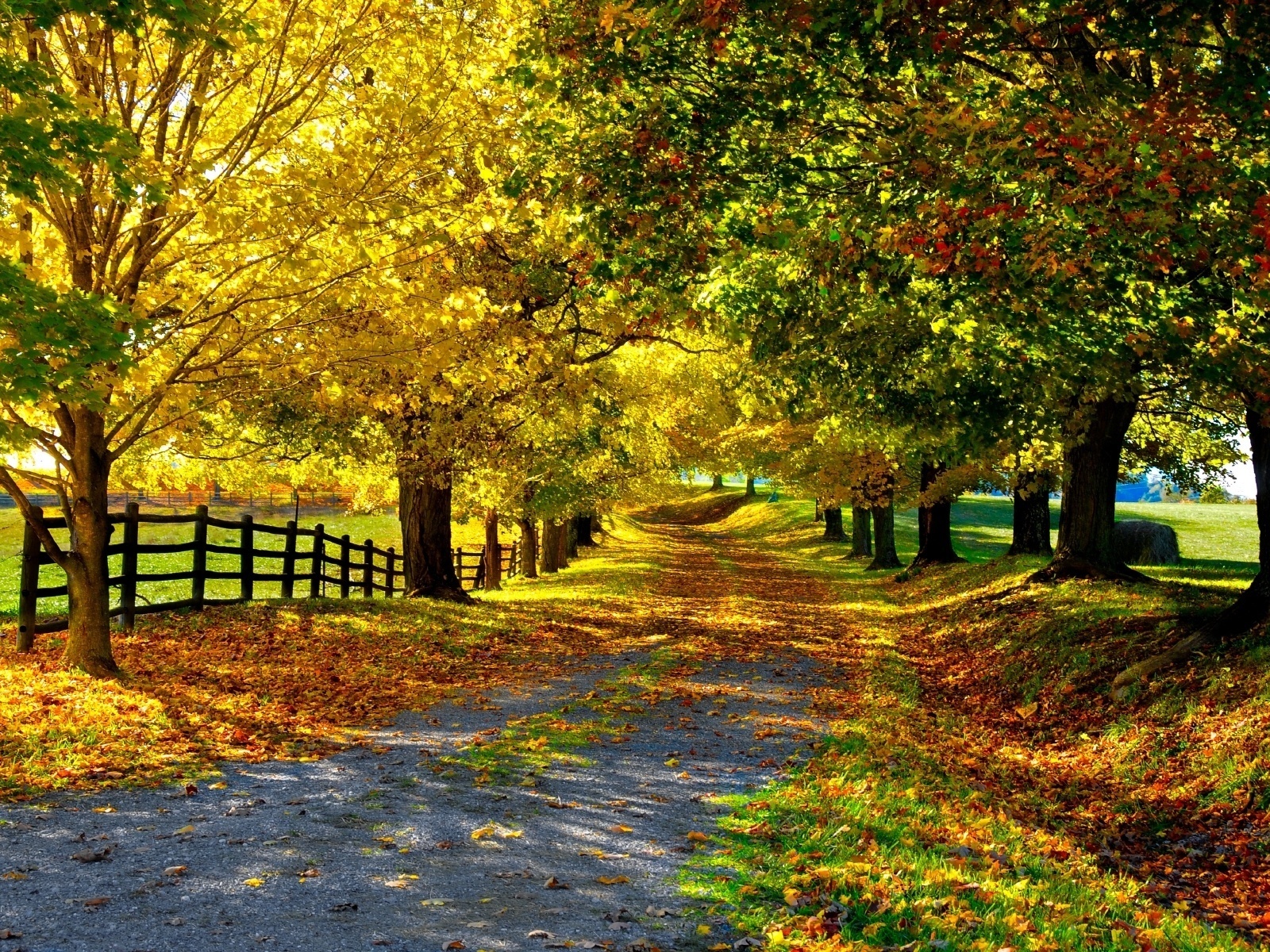 21451 скачать обои деревья, осень, пейзаж, дороги, желтые - заставки и картинки бесплатно