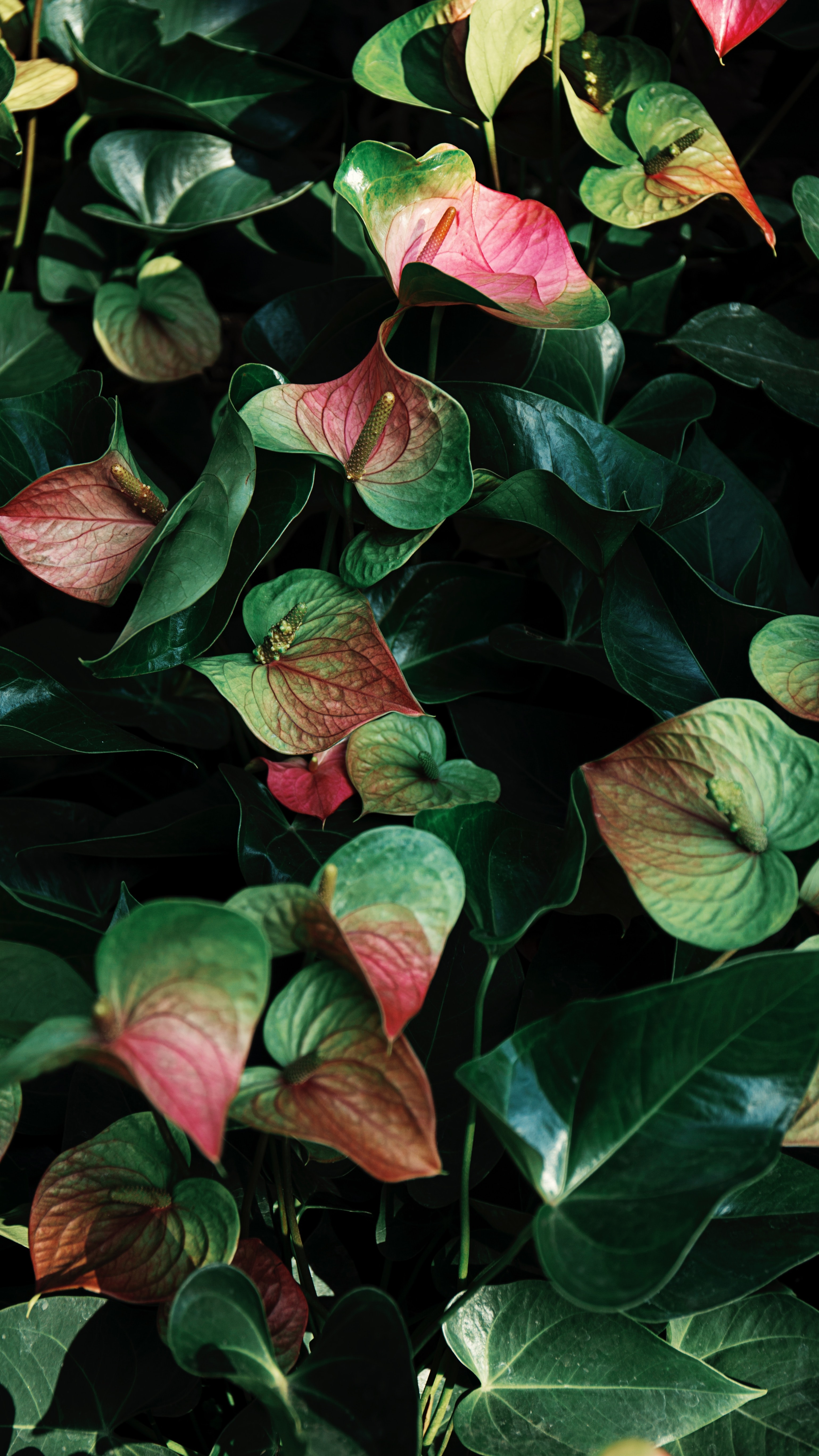 flowers, leaves, plant, veins, anthurium phone background