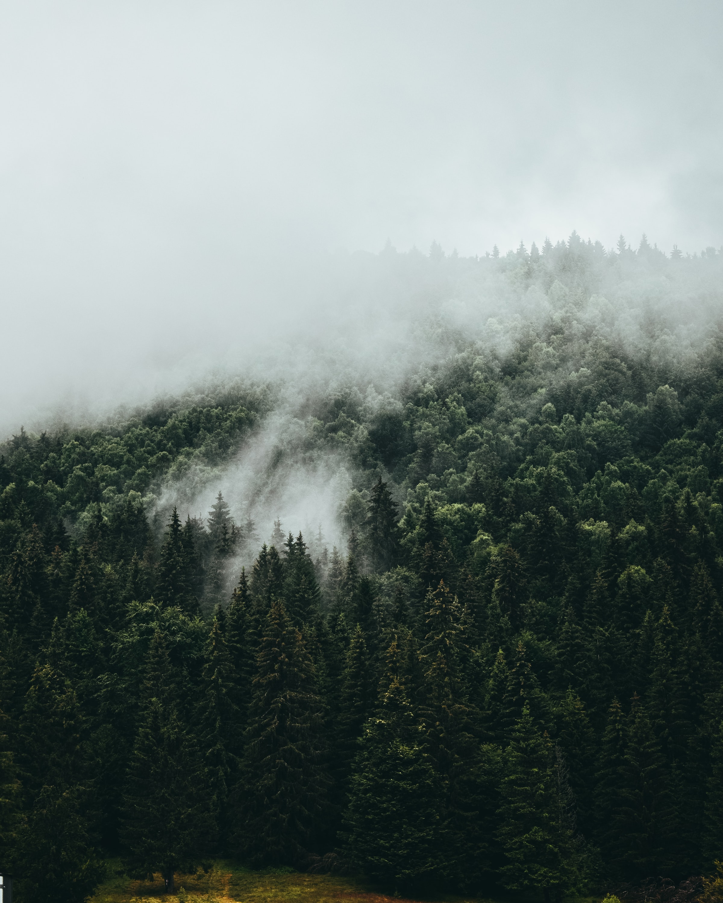 forest, nature, trees, sky, fog, spruce, fir lock screen backgrounds