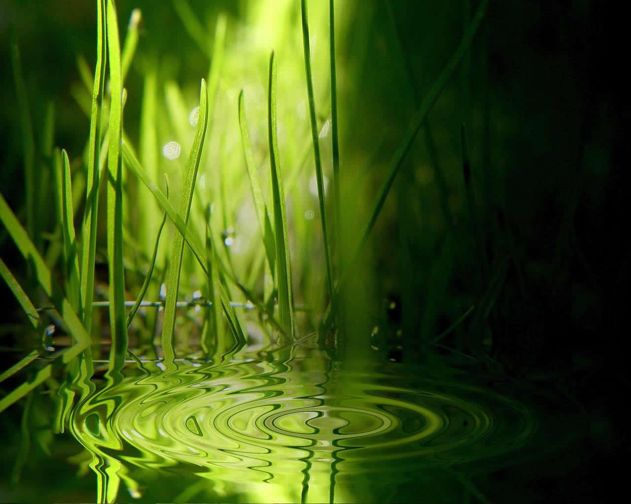 Download mobile wallpaper Grass, Water, Background for free.