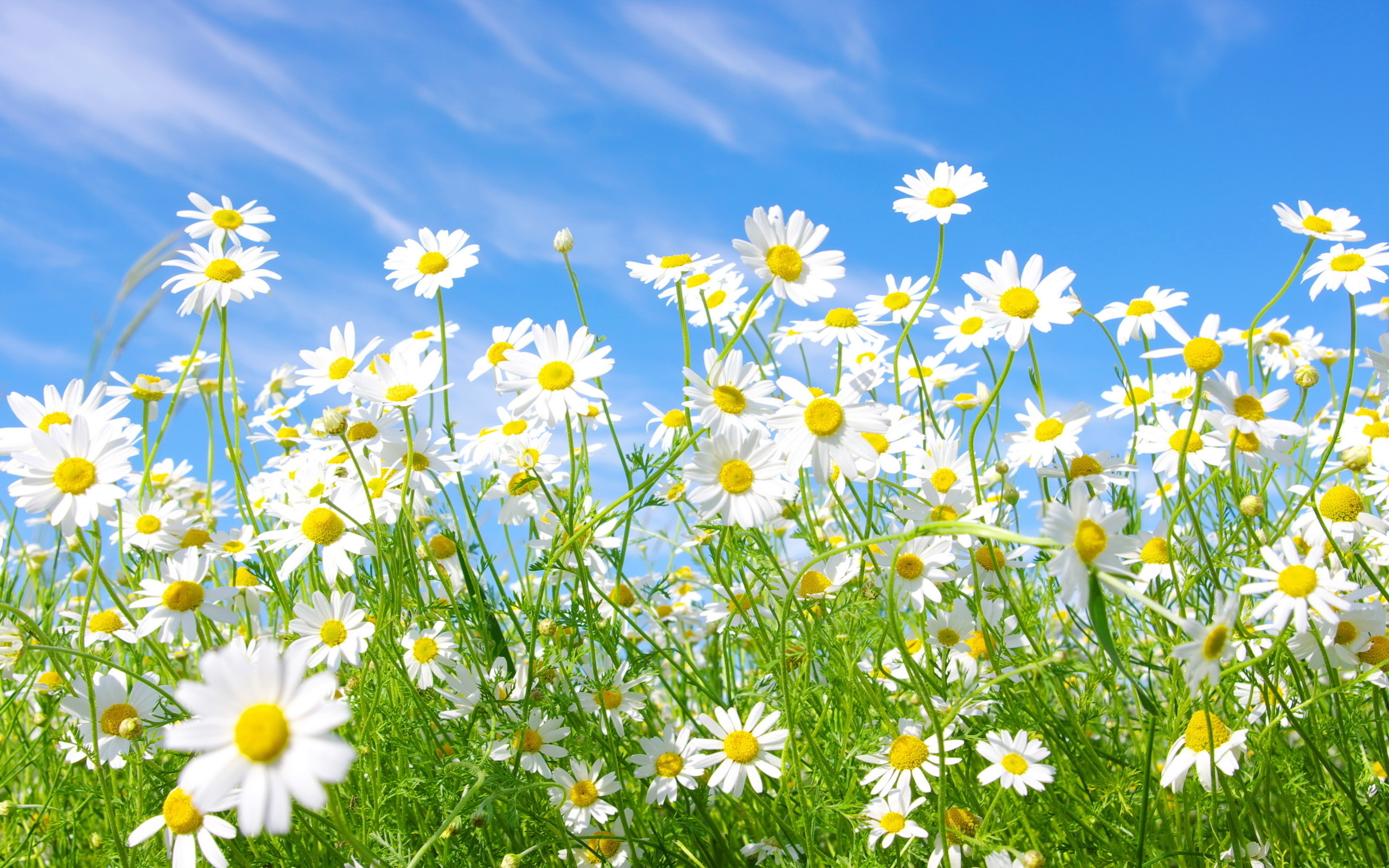 flowers, camomile, white flower, spring, flower, daisy, earth
