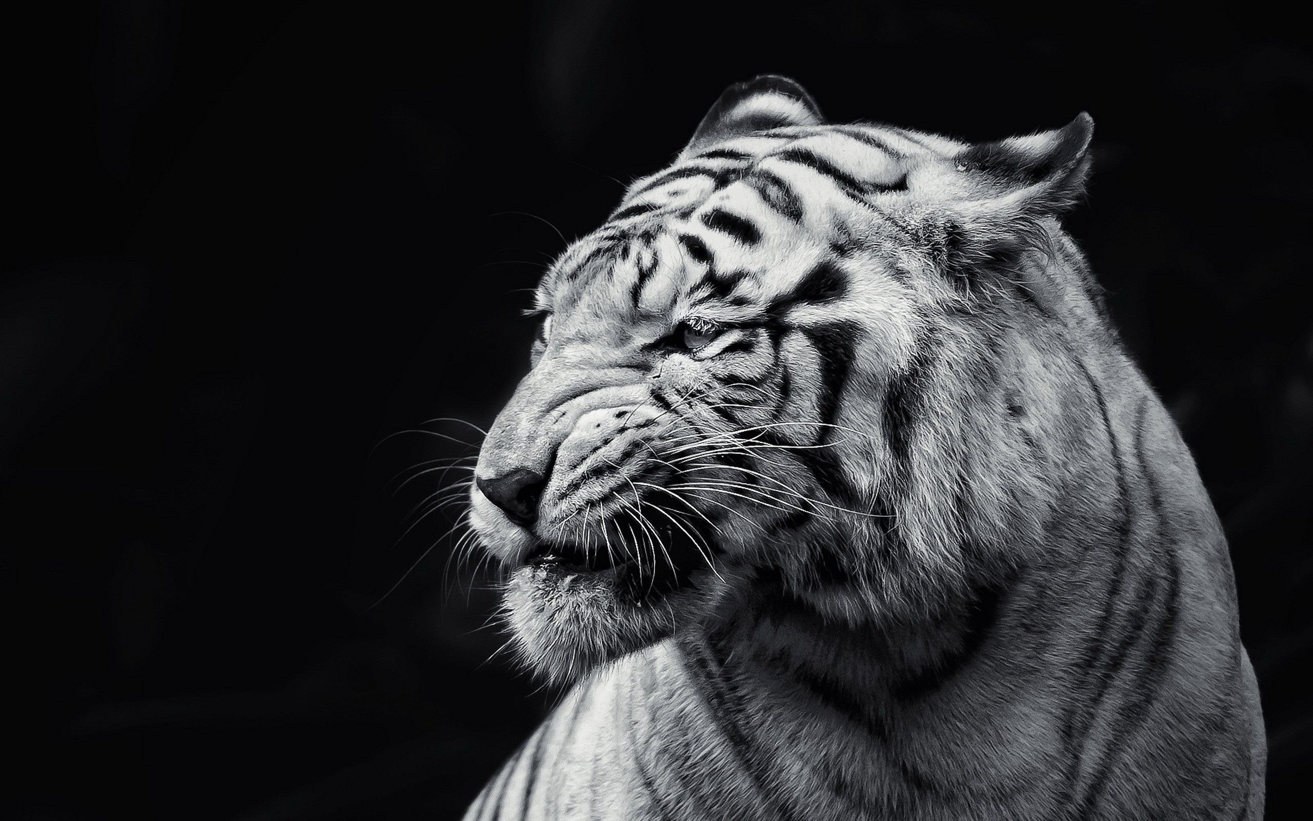 148906 скачать картинку тигр, животные, взгляд, чб, морда - обои и заставки бесплатно