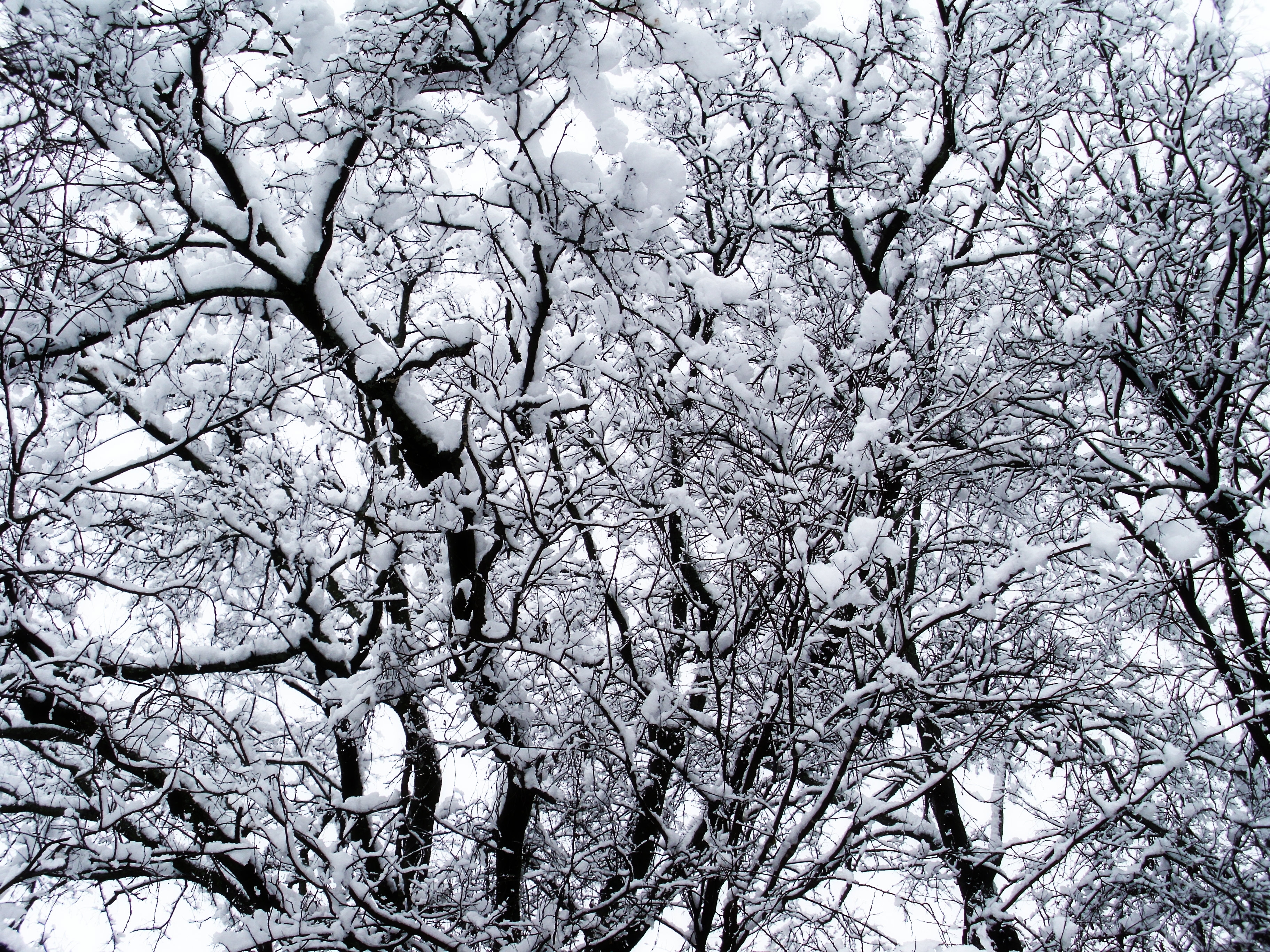 Download mobile wallpaper Winter, Trees, Snow, Nature for free.