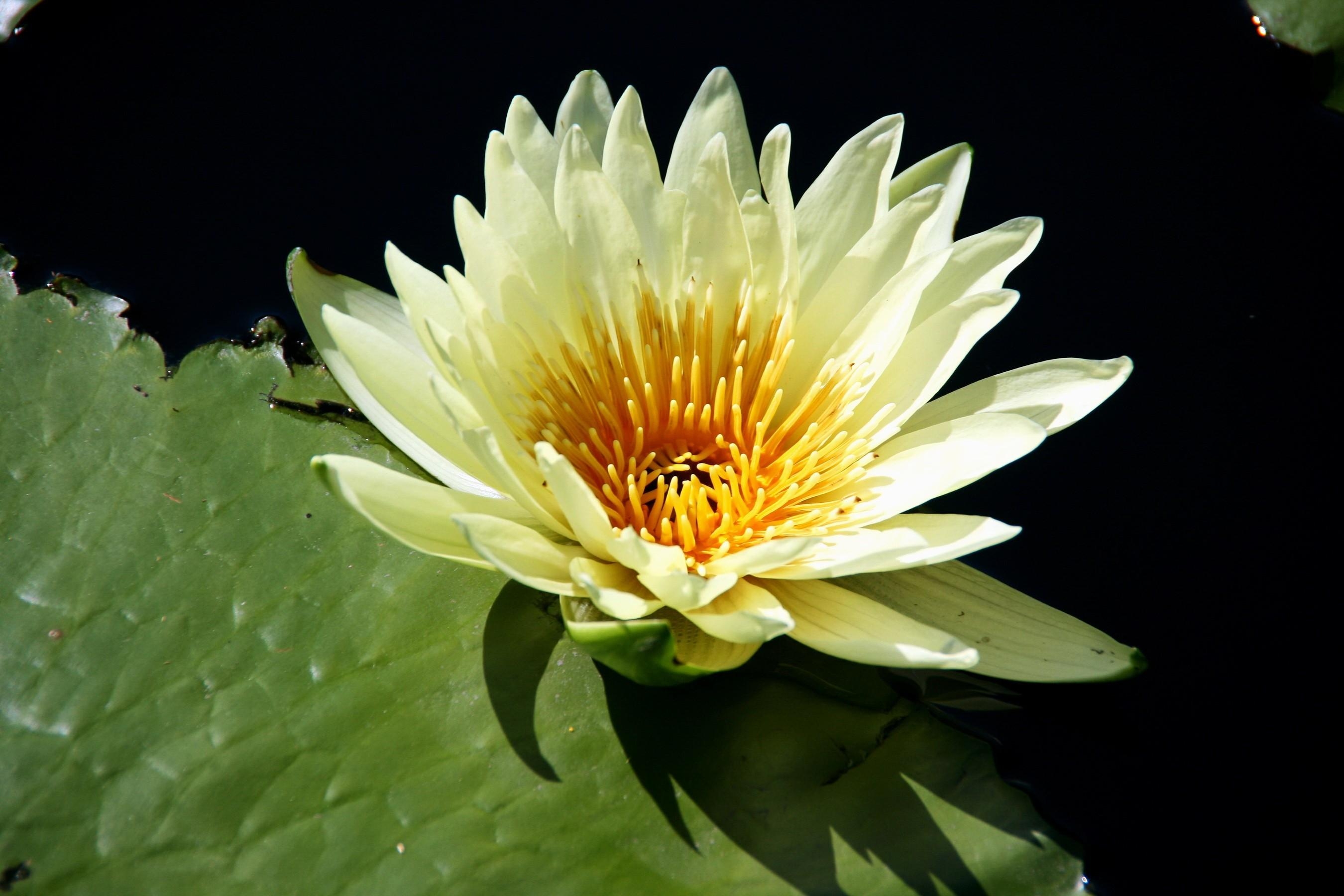 flowers, water, close up, leaflet, water lily 5K