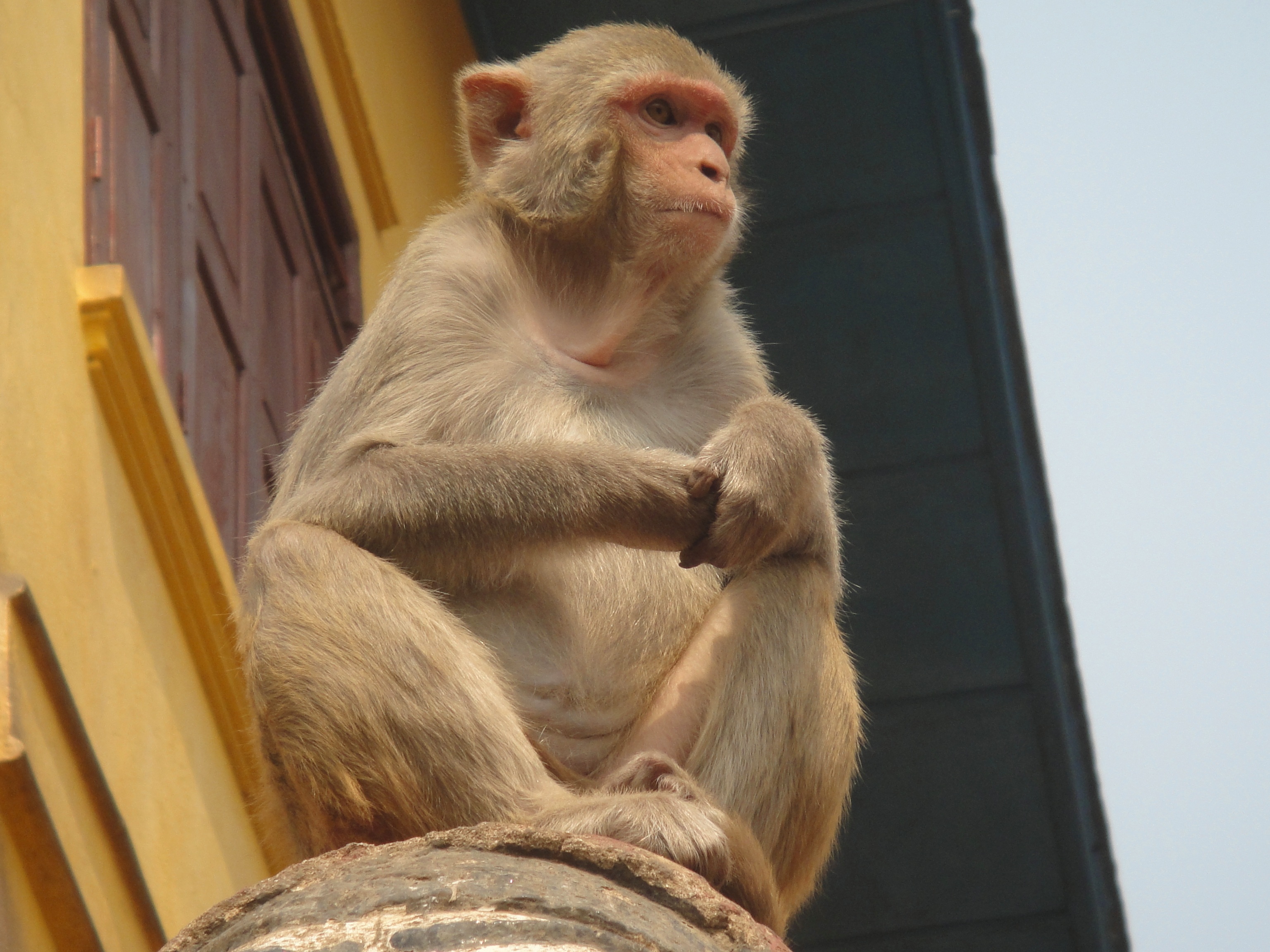 monkey, animals, is sitting, sits, bottom view