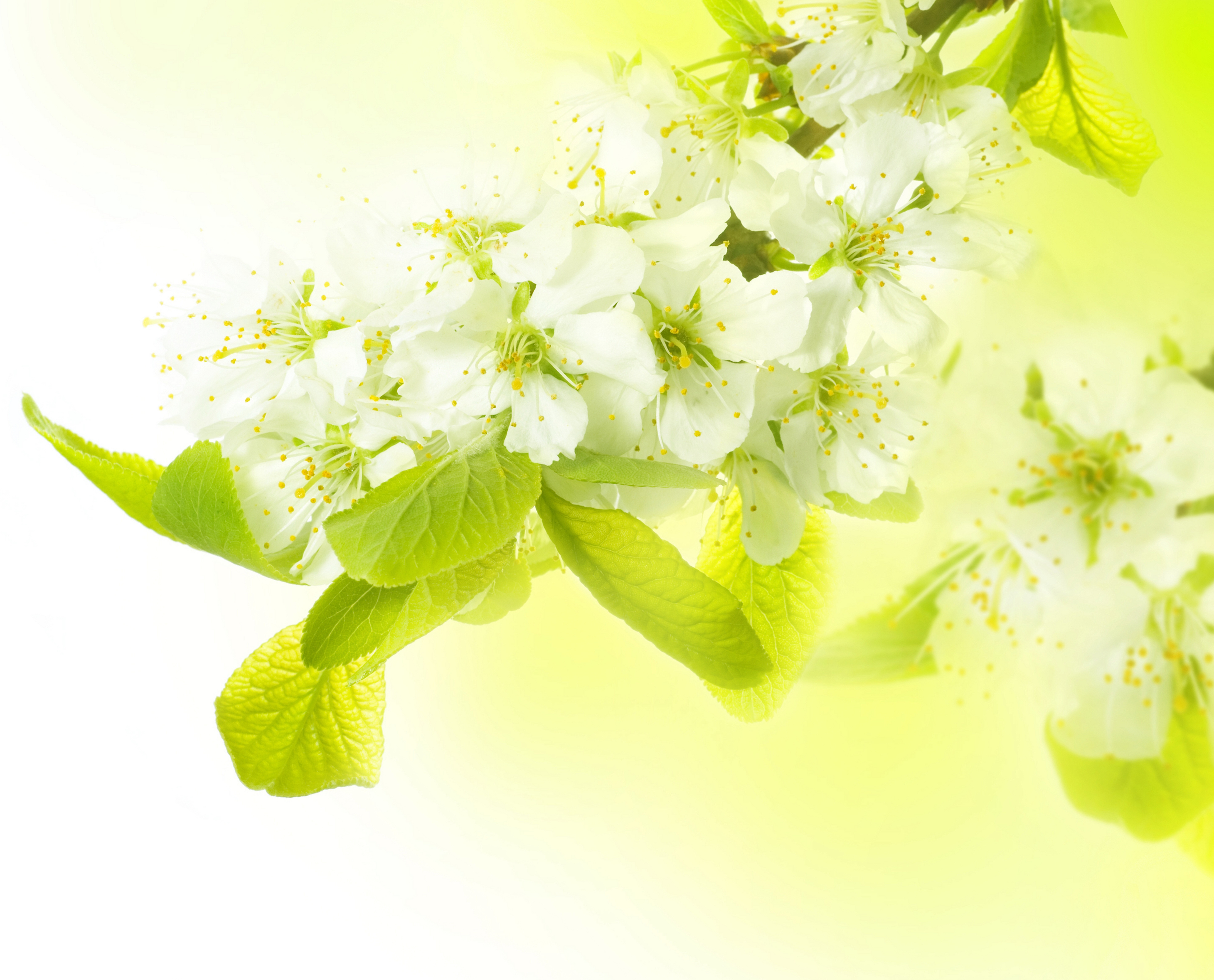 spring, macro, flowers, branch, apple tree 4K Ultra